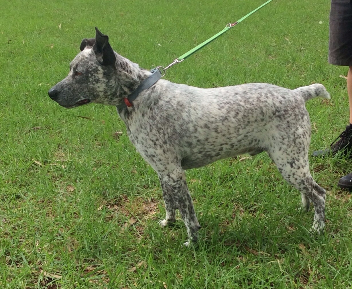 Odie Medium Male Australian Cattle Dog x English Staffordshire Bull Terrier Mix Dog in QLD