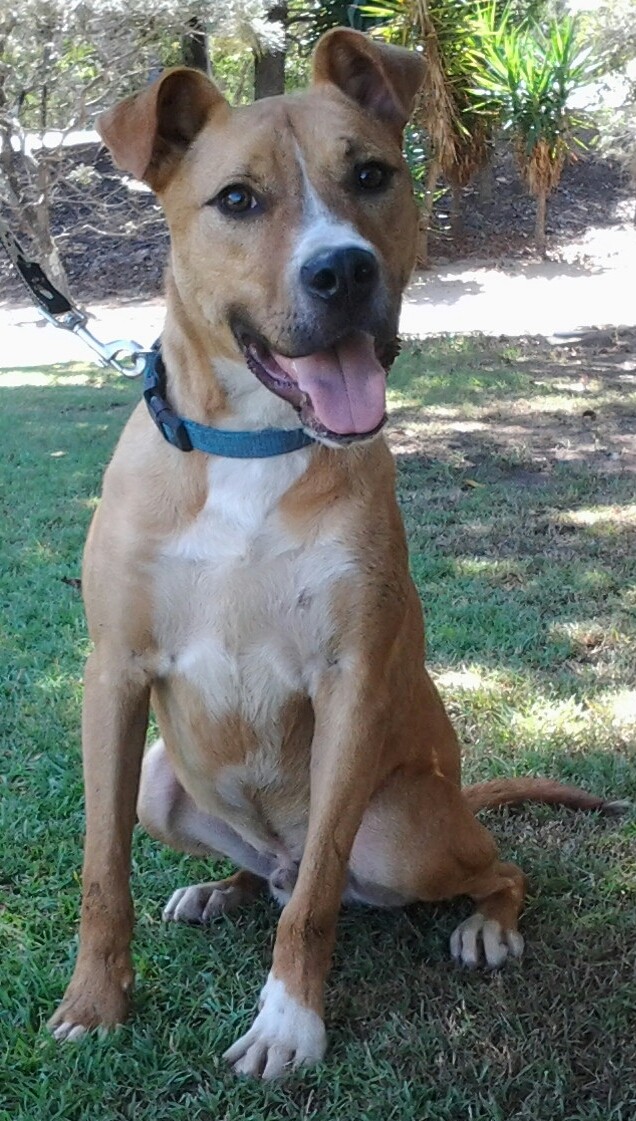 Thor Medium Female Staffordshire Bull Terrier x Australian Kelpie Mix Dog in NSW PetRescue