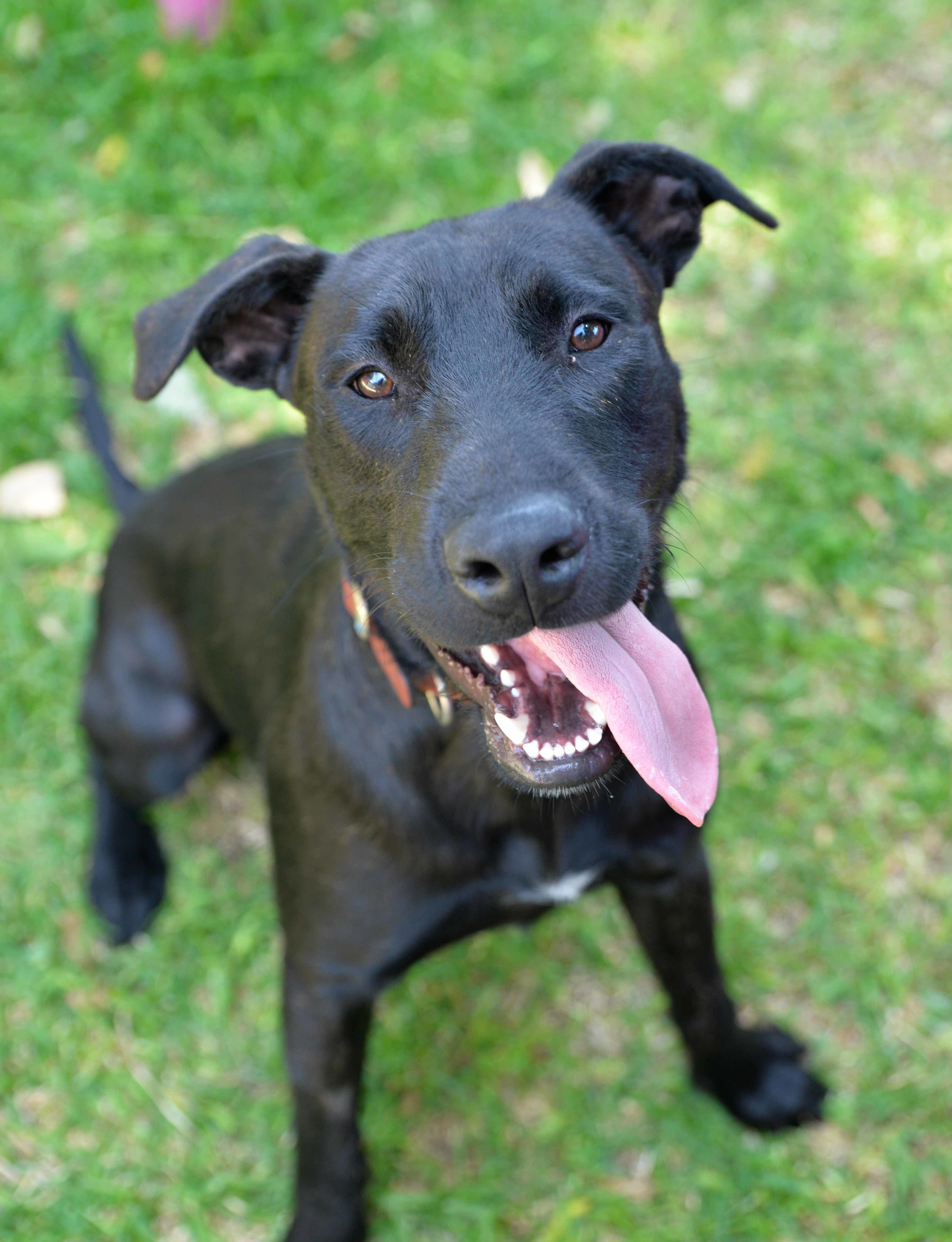 Jet Large Male Irish Wolfhound x Labrador Retriever Mix Dog in QLD