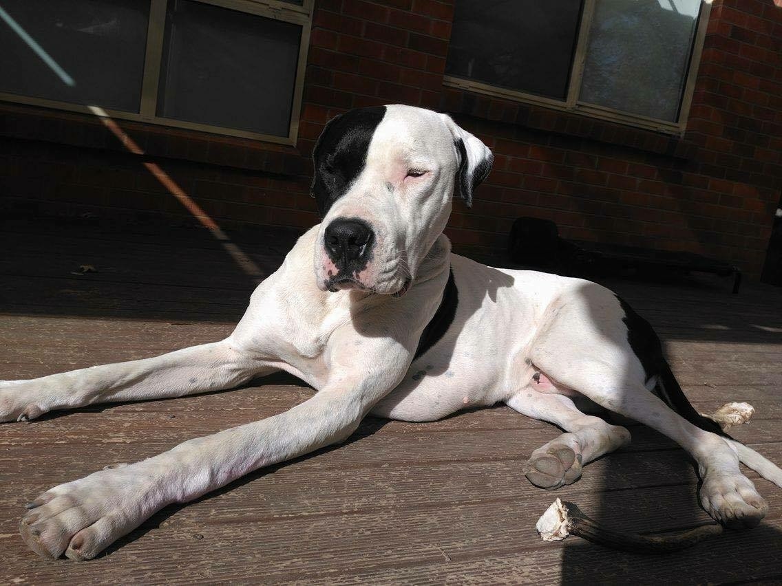 Arabic Ridgeback Reggie - Large Male Bull Arab x Ridgeback Mix Dog in ACT - PetRescue