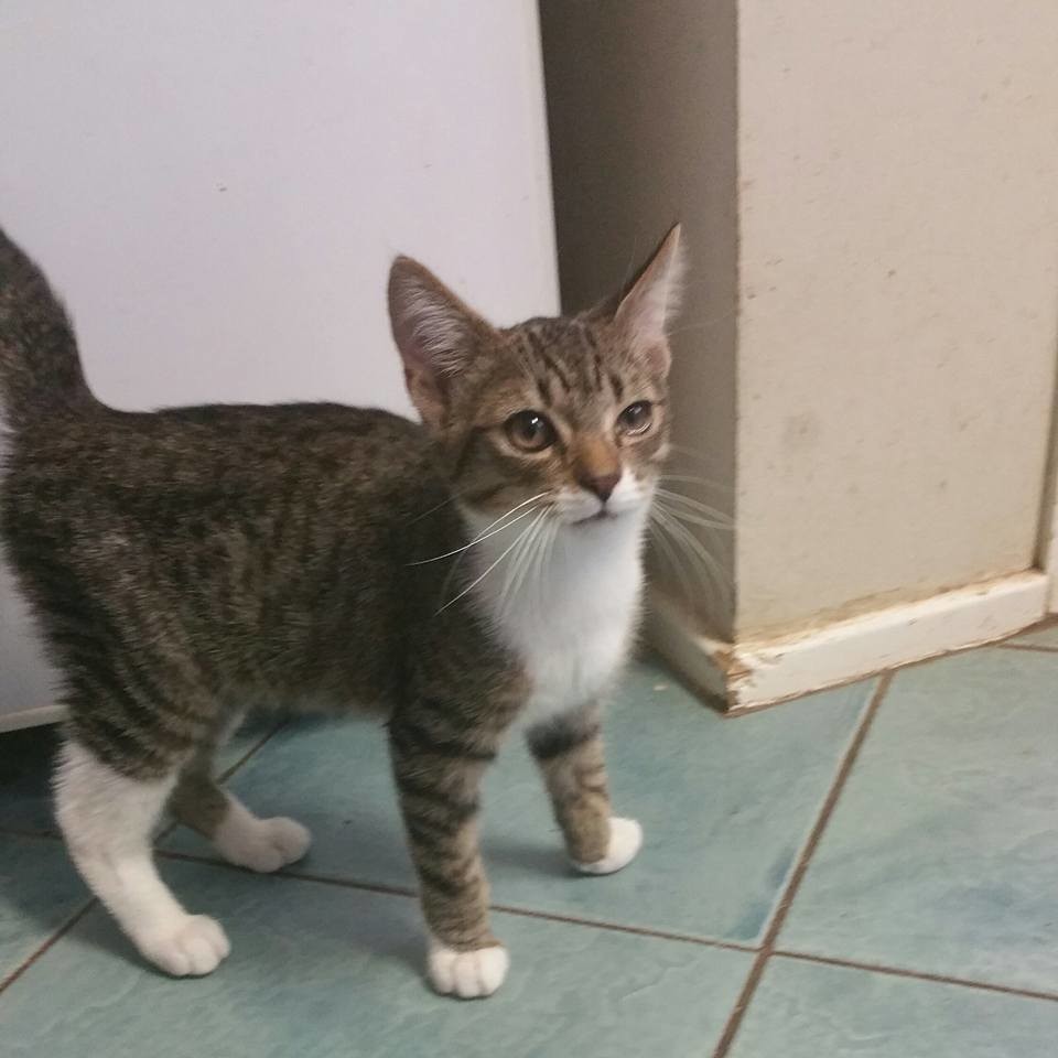 Timmy The Pet House, Tuggerah Male Domestic Short Hair Cat in NSW