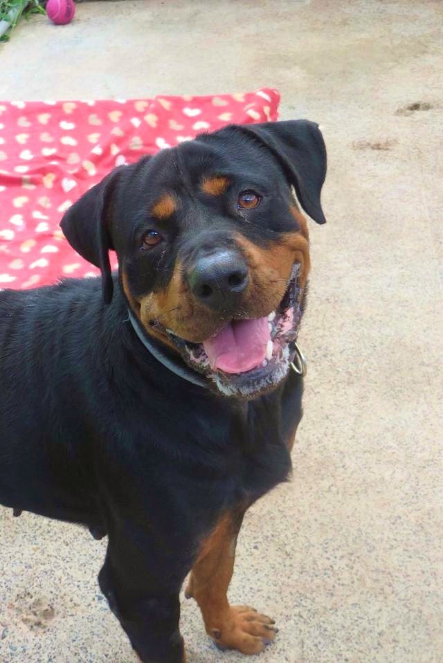 Mercedes - Large Female Rottweiler Mix Dog in NSW - PetRescue