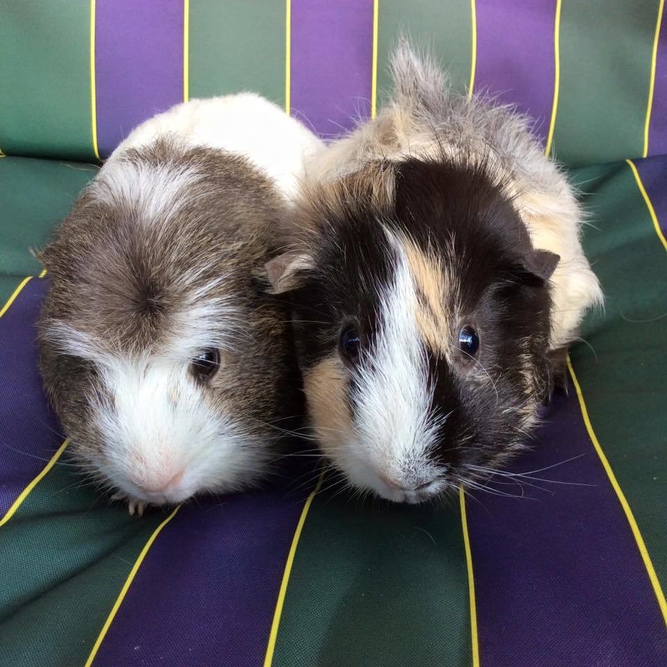 Acorn and Almond - Male Medium-hair Abyssinian x Crested x  