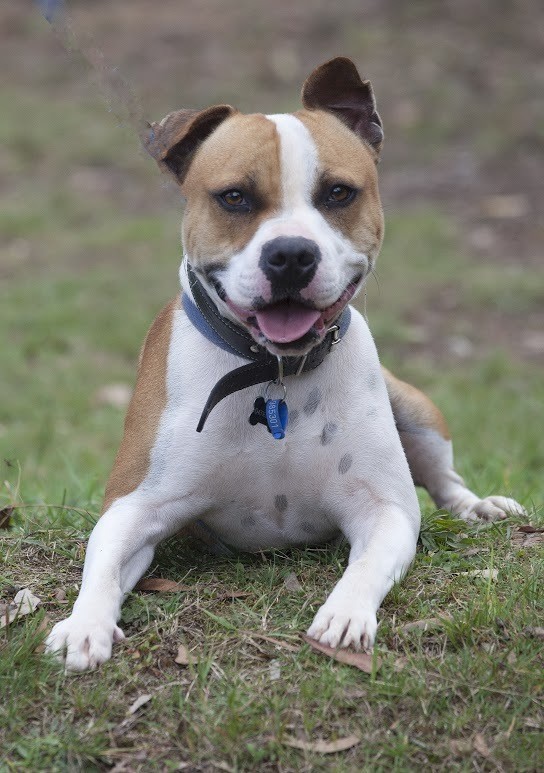 Sam Large Male Boxer x American Staffordshire Terrier Mix Dog in NSW PetRescue