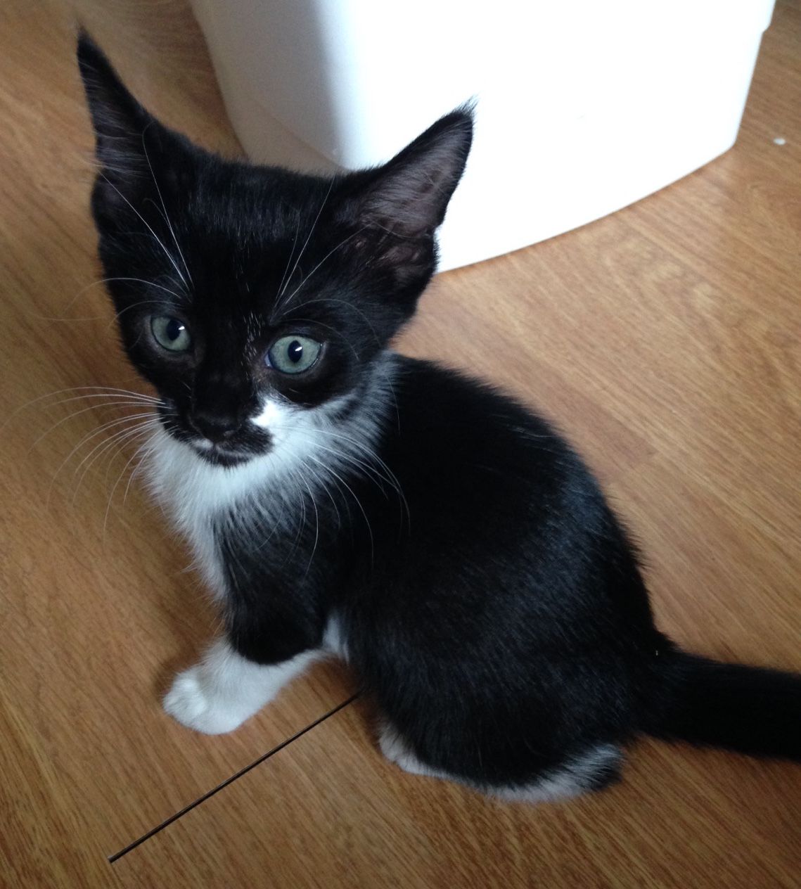 Raven - Female Ragdoll Mix Cat in QLD - PetRescue