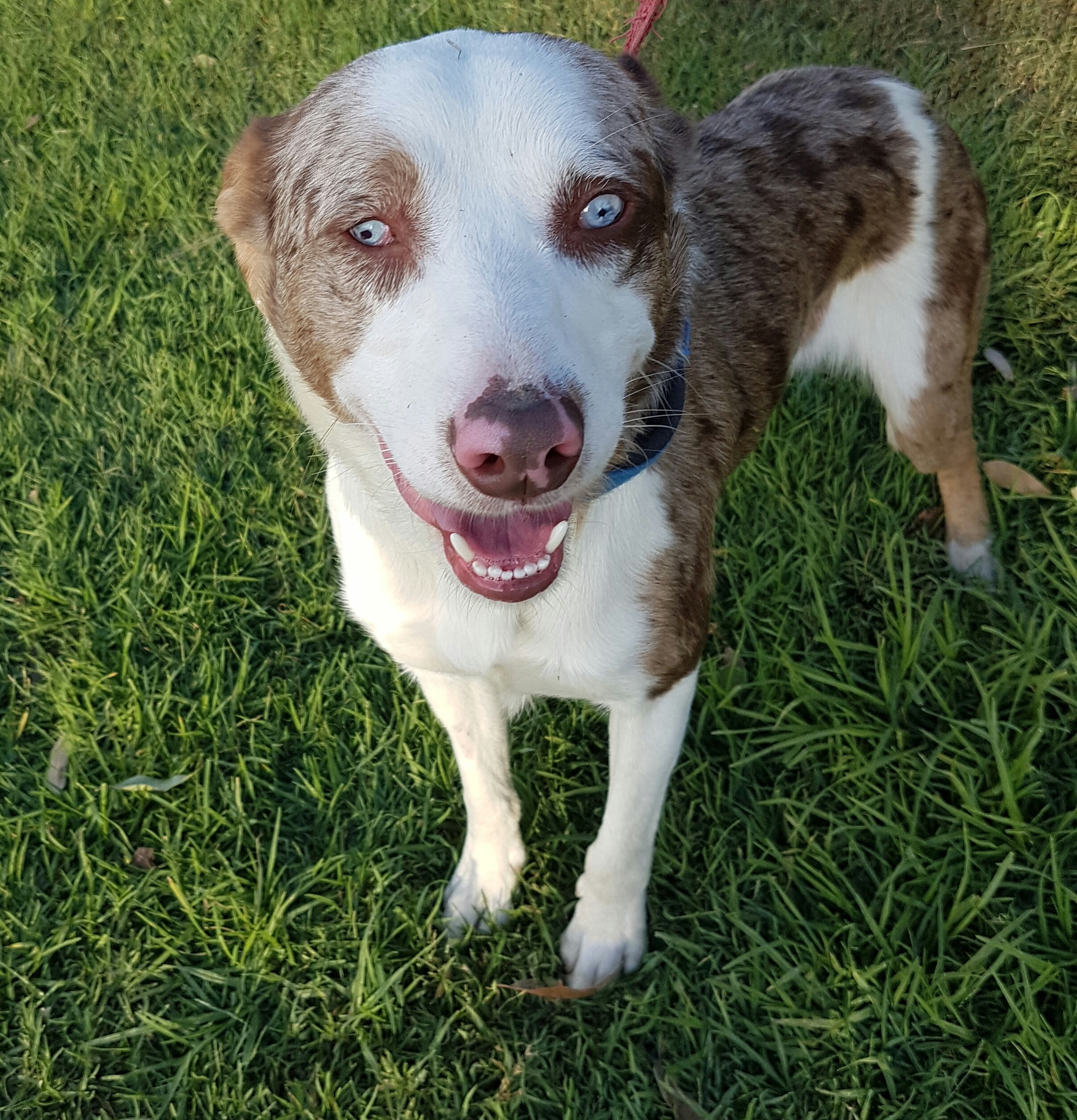 German Koolie X Kelpie Off 59 Www Usushimd Com The current median price for all german coolies sold is $0.00. german koolie x kelpie off 59 www