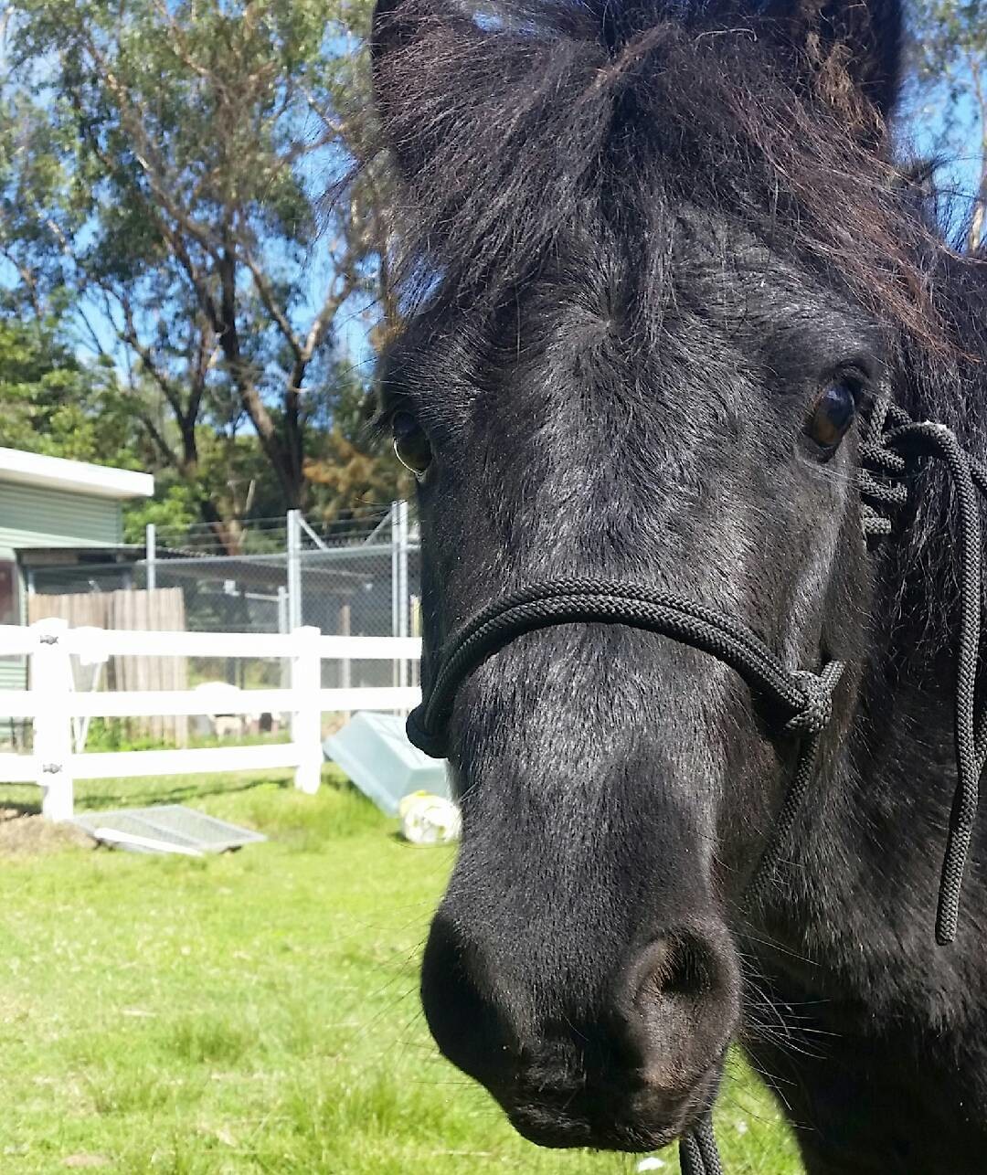 Friar Tuck Male Shetland Pony Mix Horse In Nsw Petrescue