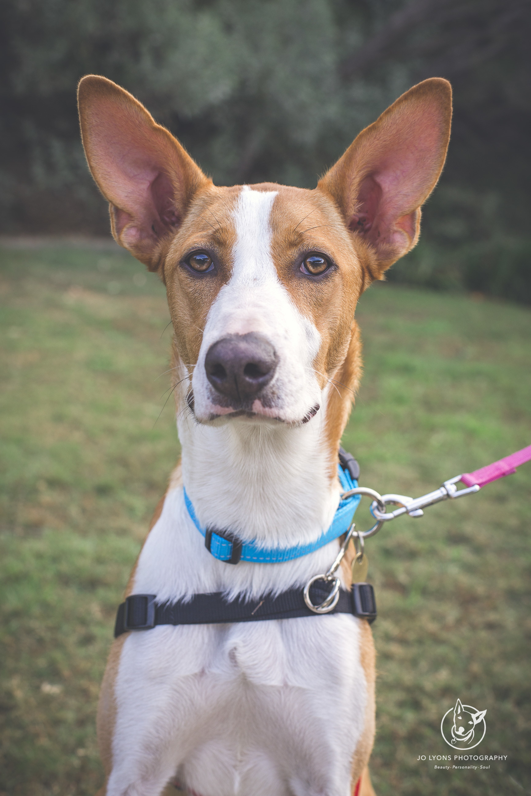 Flokey Medium Female Hound Mix Dog in NSW PetRescue