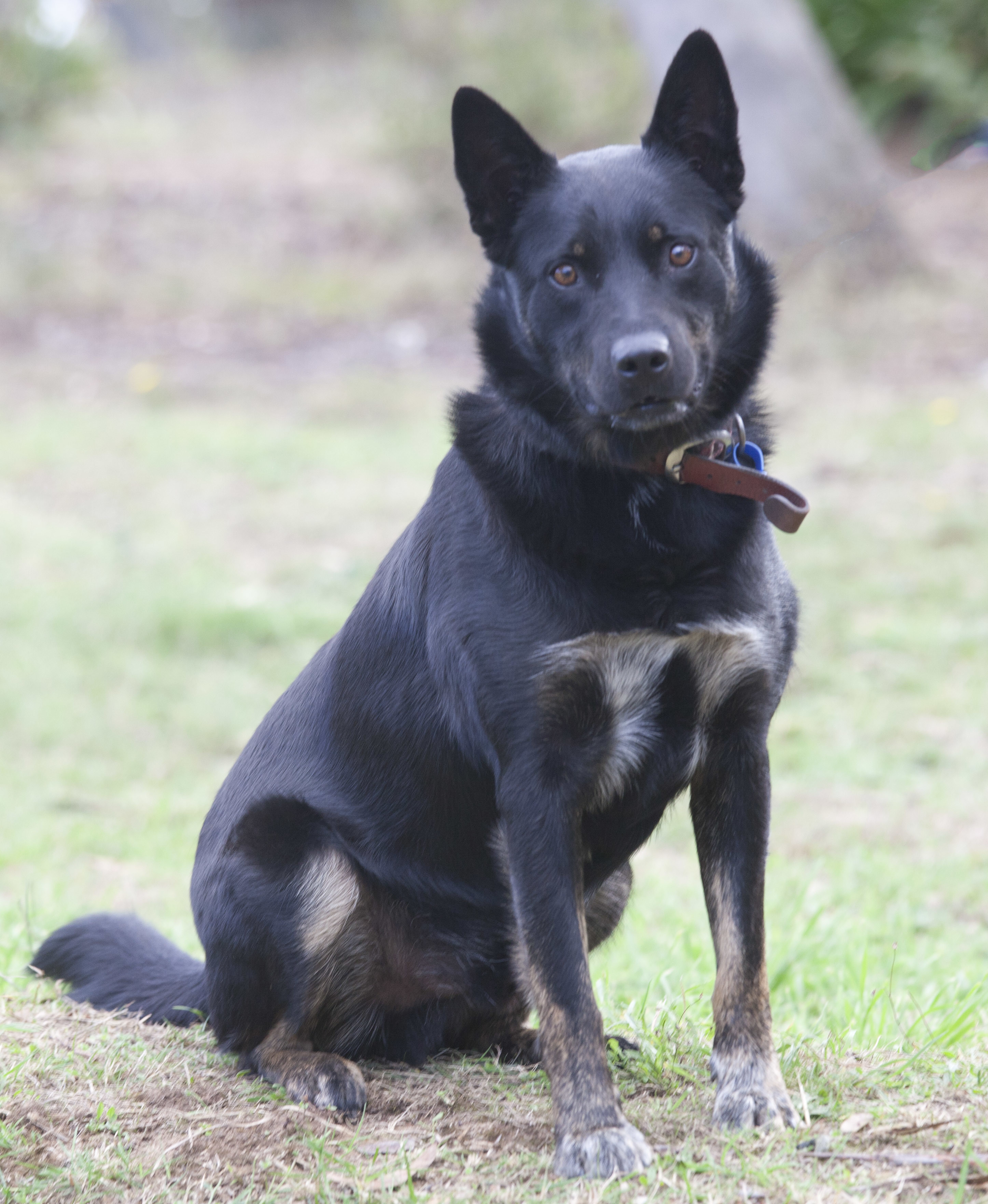 Bundy Medium Male Australian Shepherd x Australian Kelpie Mix Dog in NSW PetRescue