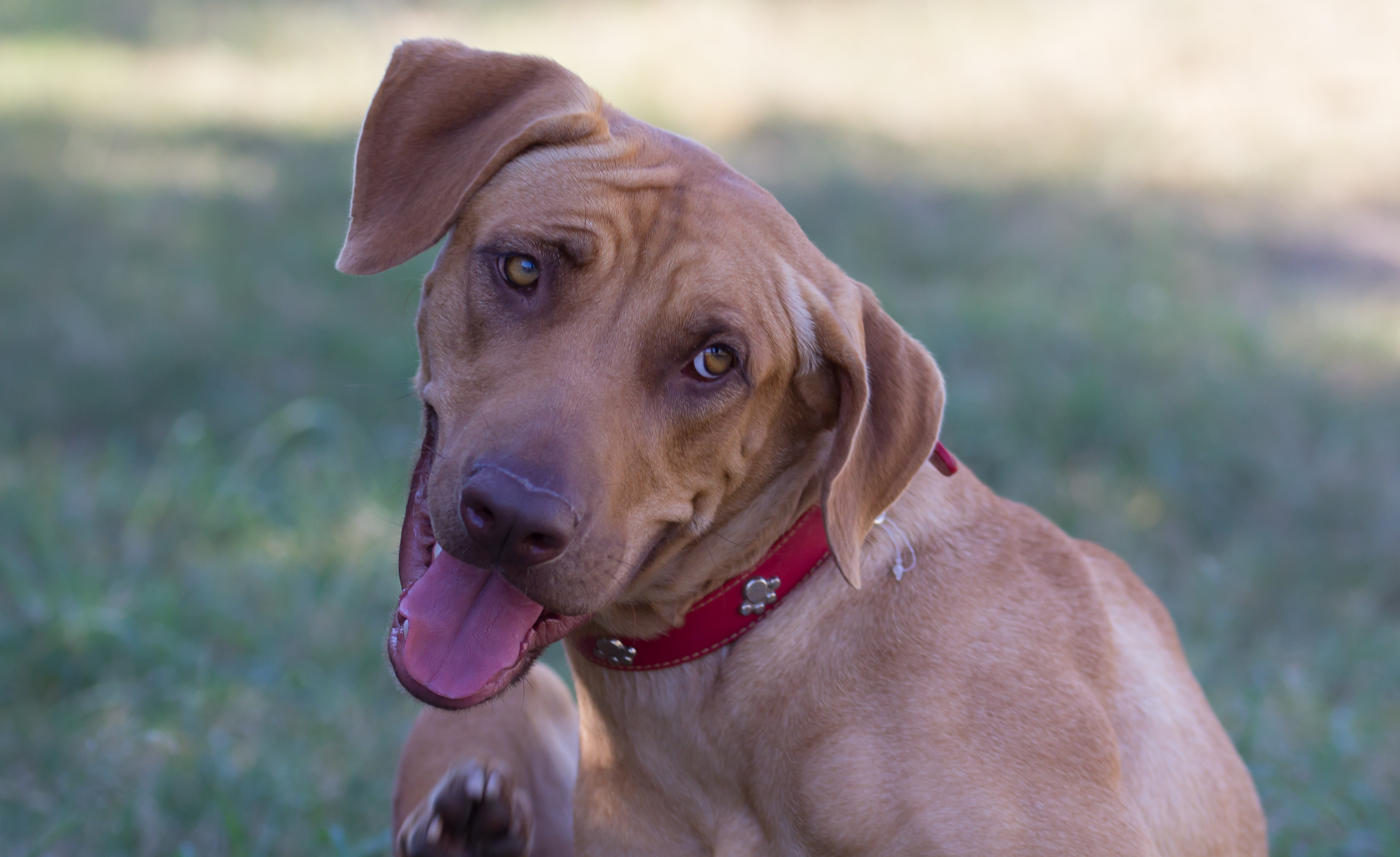 Dandelion - Large Female Rhodesian Ridgeback x Weimaraner Mix Dog in ...