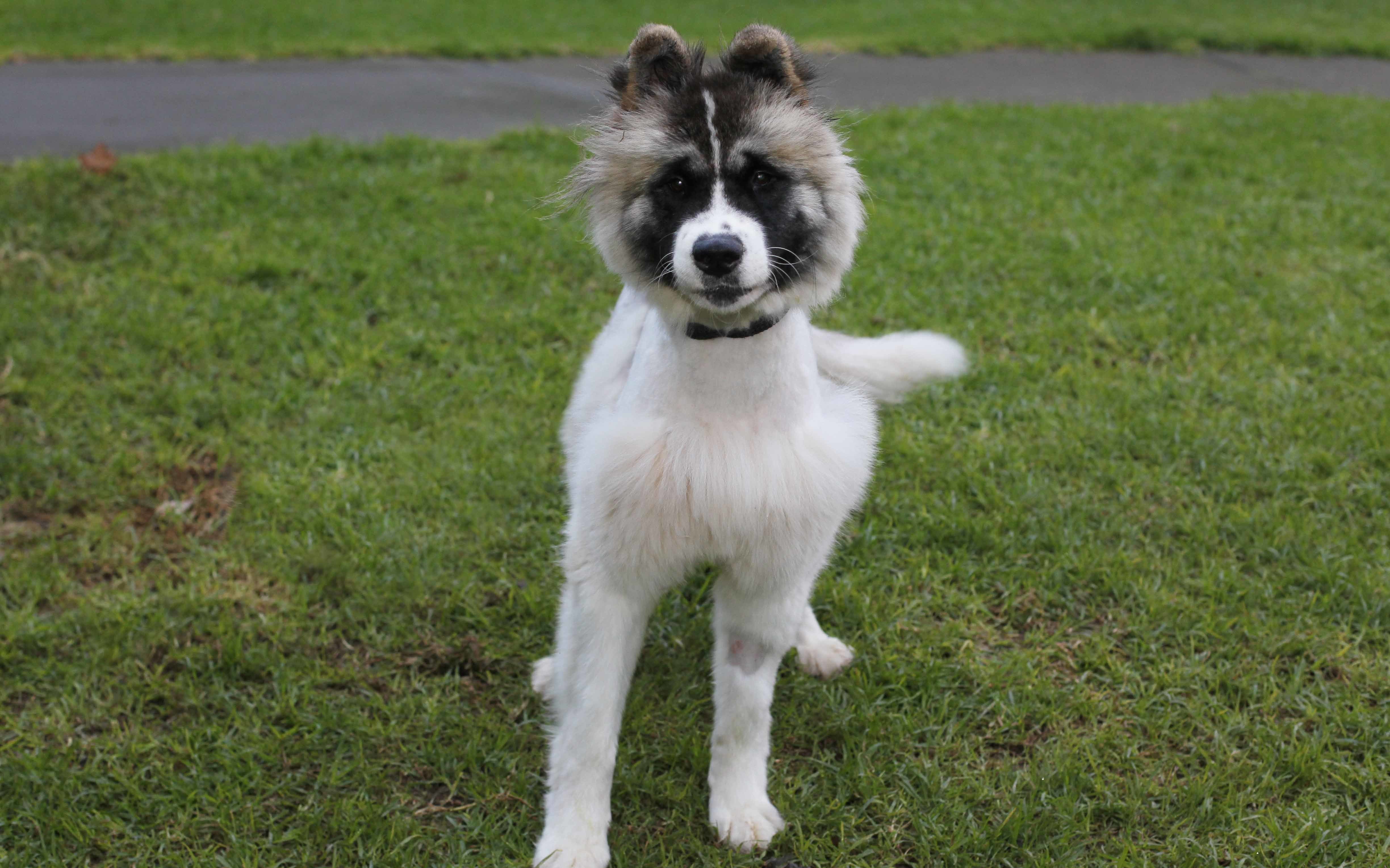 April Large Female Akita Inu Mix Dog In Vic Petrescue