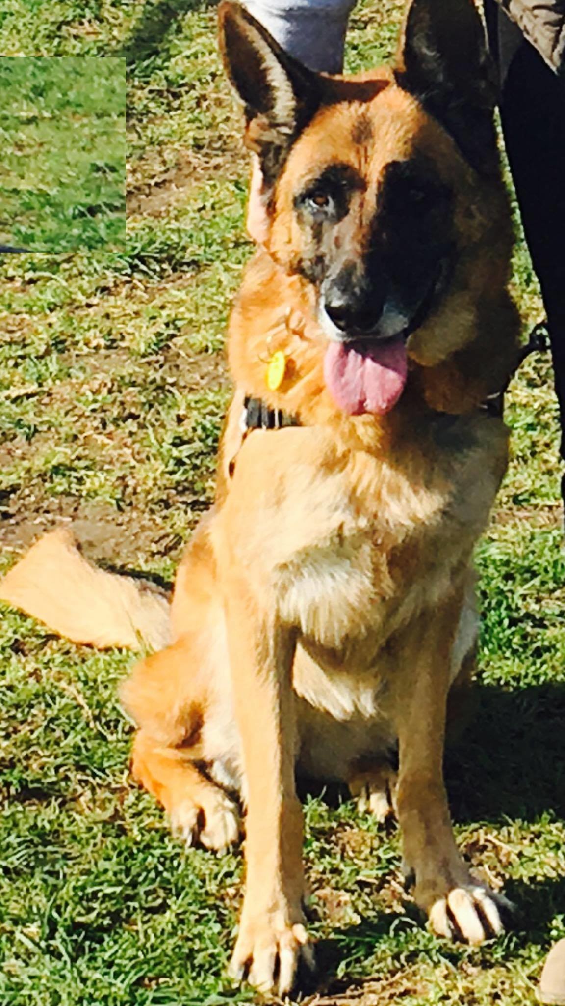 Chloe Large Female German Shepherd Dog in VIC PetRescue