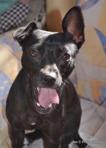 Lucy a beautiful young terrier cross - Small Female Jack ...