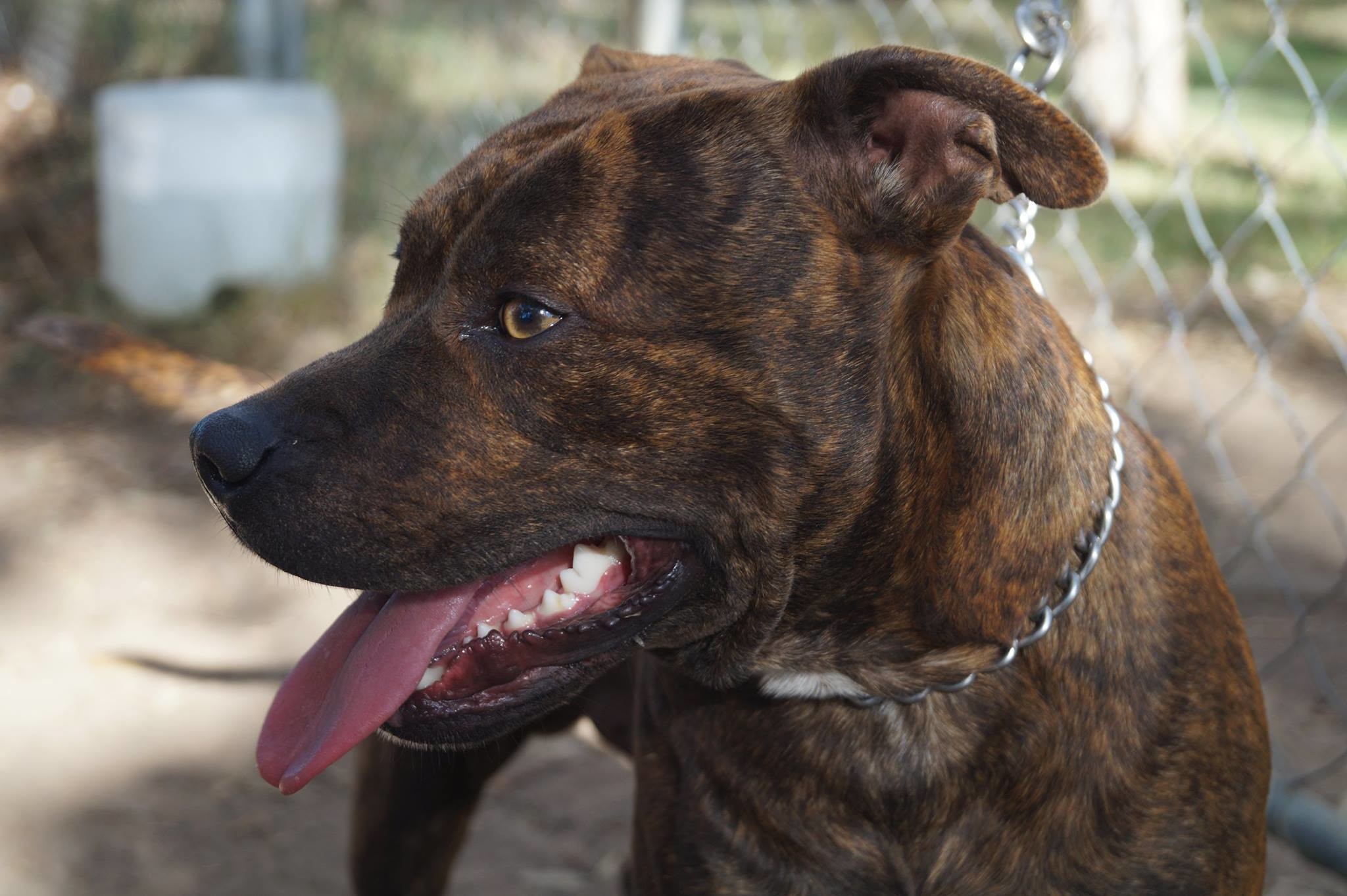 Trip Medium Male Staffy Dog in QLD PetRescue