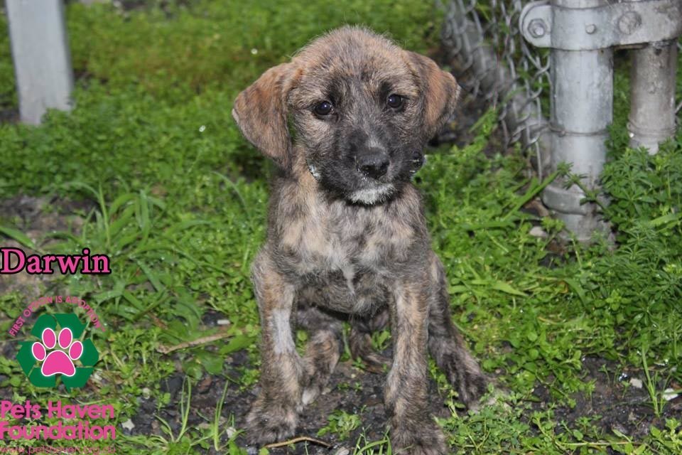 Darwin Large Female Great Dane X Irish Wolfhound Mix Dog In Vic Petrescue