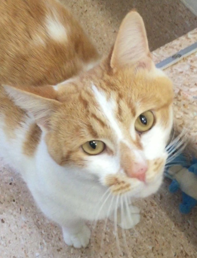 Bobcat - Male Domestic Short Hair Cat in NSW - PetRescue