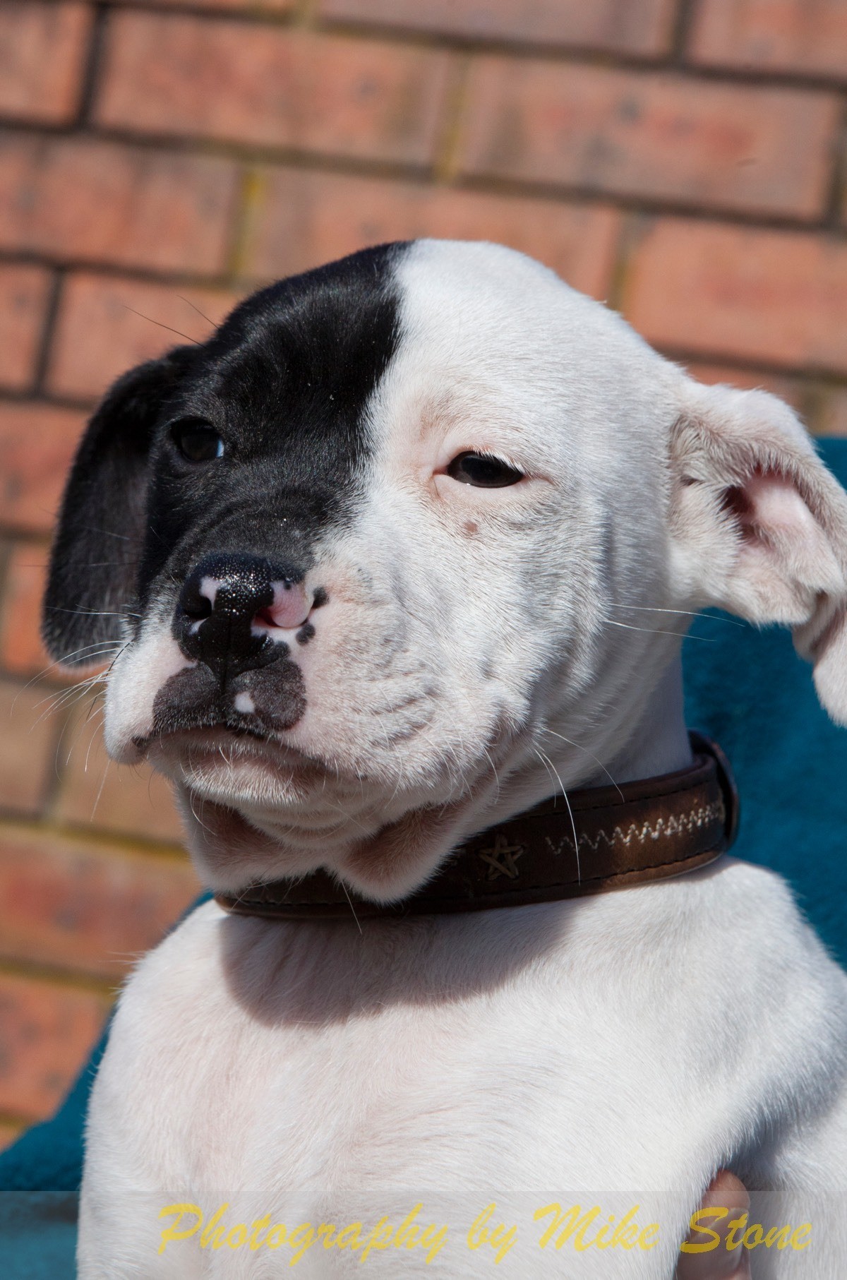 Inga Medium Female American Bulldog x Staffordshire Bull Terrier Mix Dog in NSW PetRescue