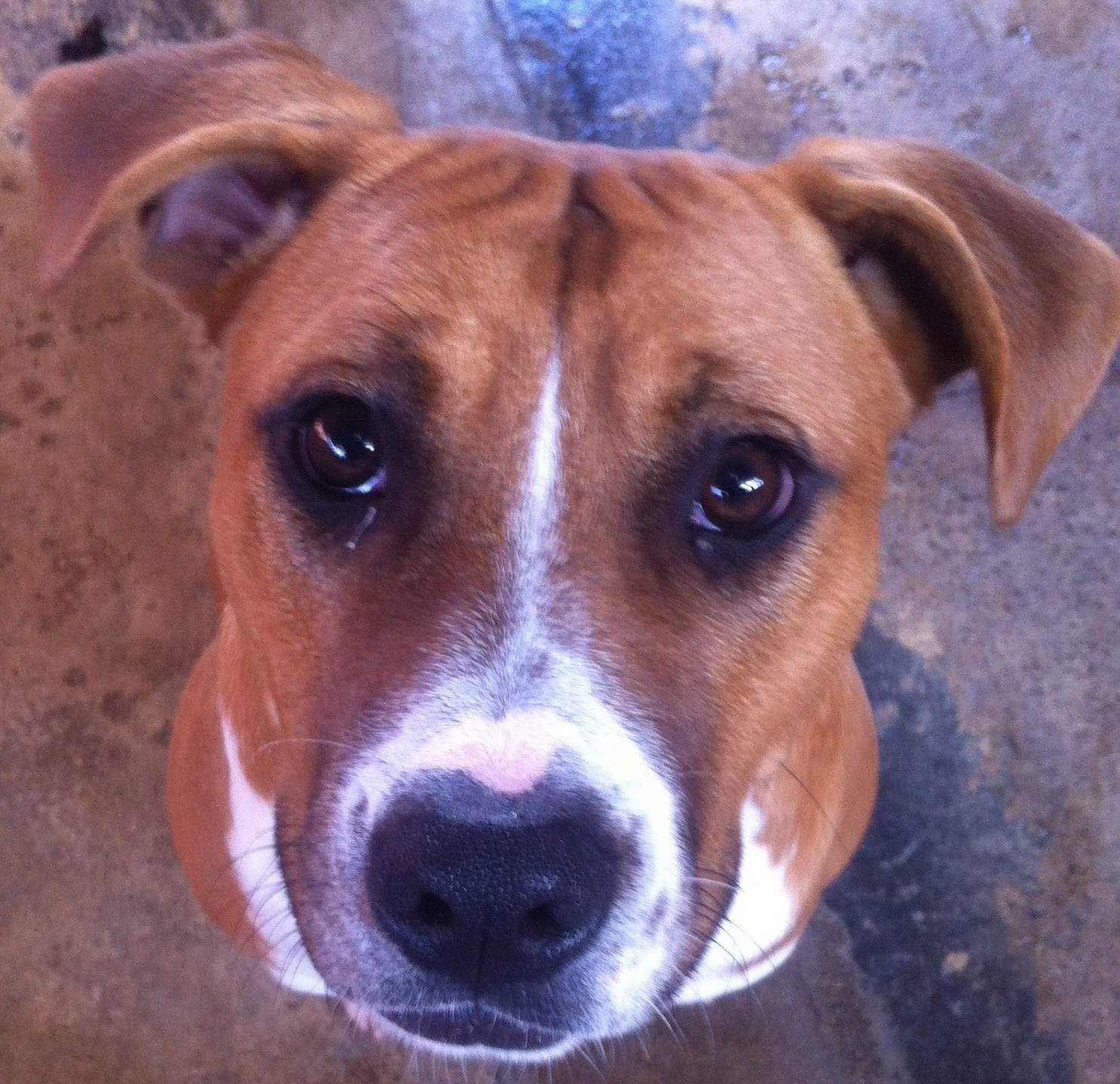 lab rescue wa