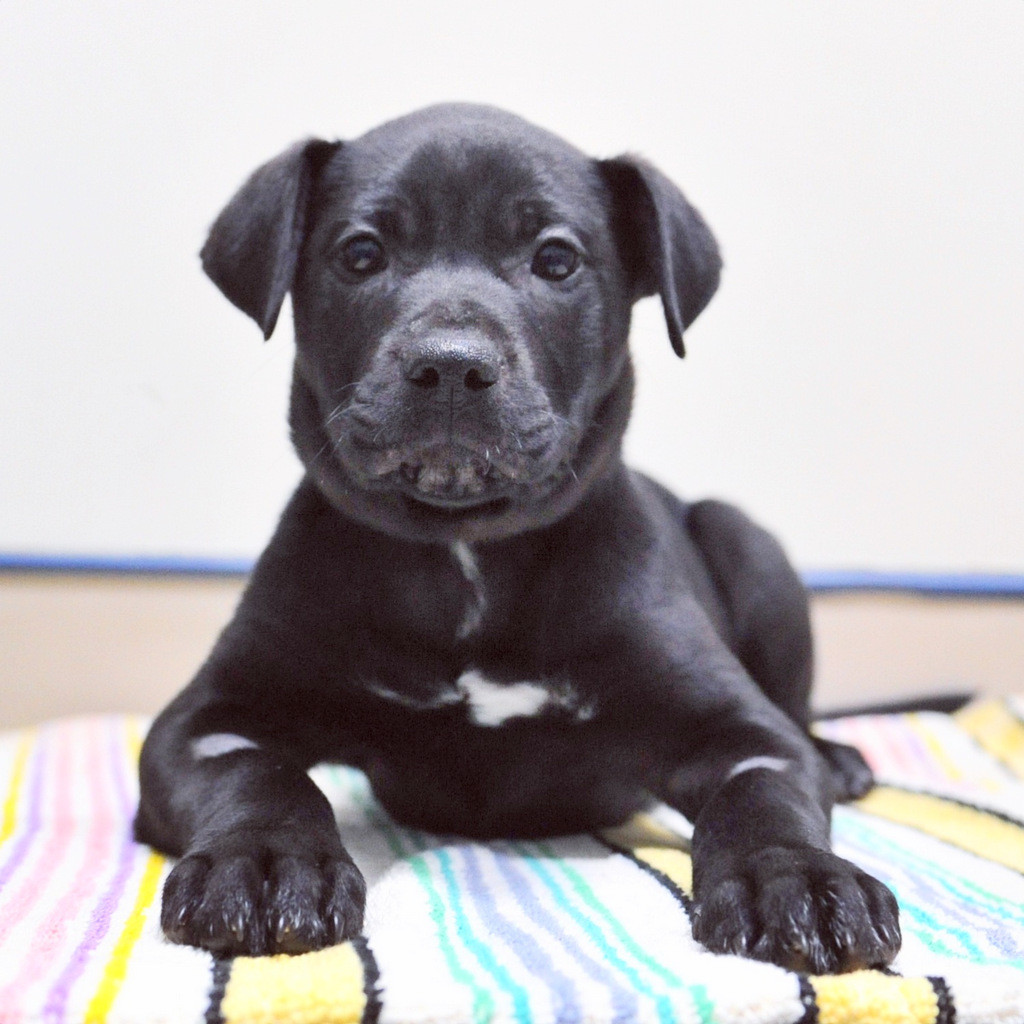 Dexter Medium Male American Bulldog x Staffordshire Bull Terrier Mix Dog in VIC PetRescue