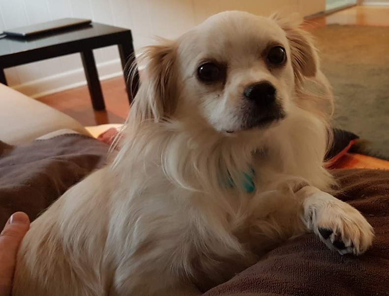Archie Small Male Cavalier King Charles Spaniel x Chihuahua Mix Dog in VIC PetRescue Archie Small Male Cavalier King Charles Spaniel x Chihuahua Mix Dog in VIC PetRescue