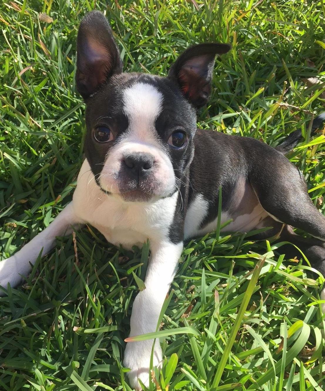 Rspca Sydney Shelter Yagoona Petrescue