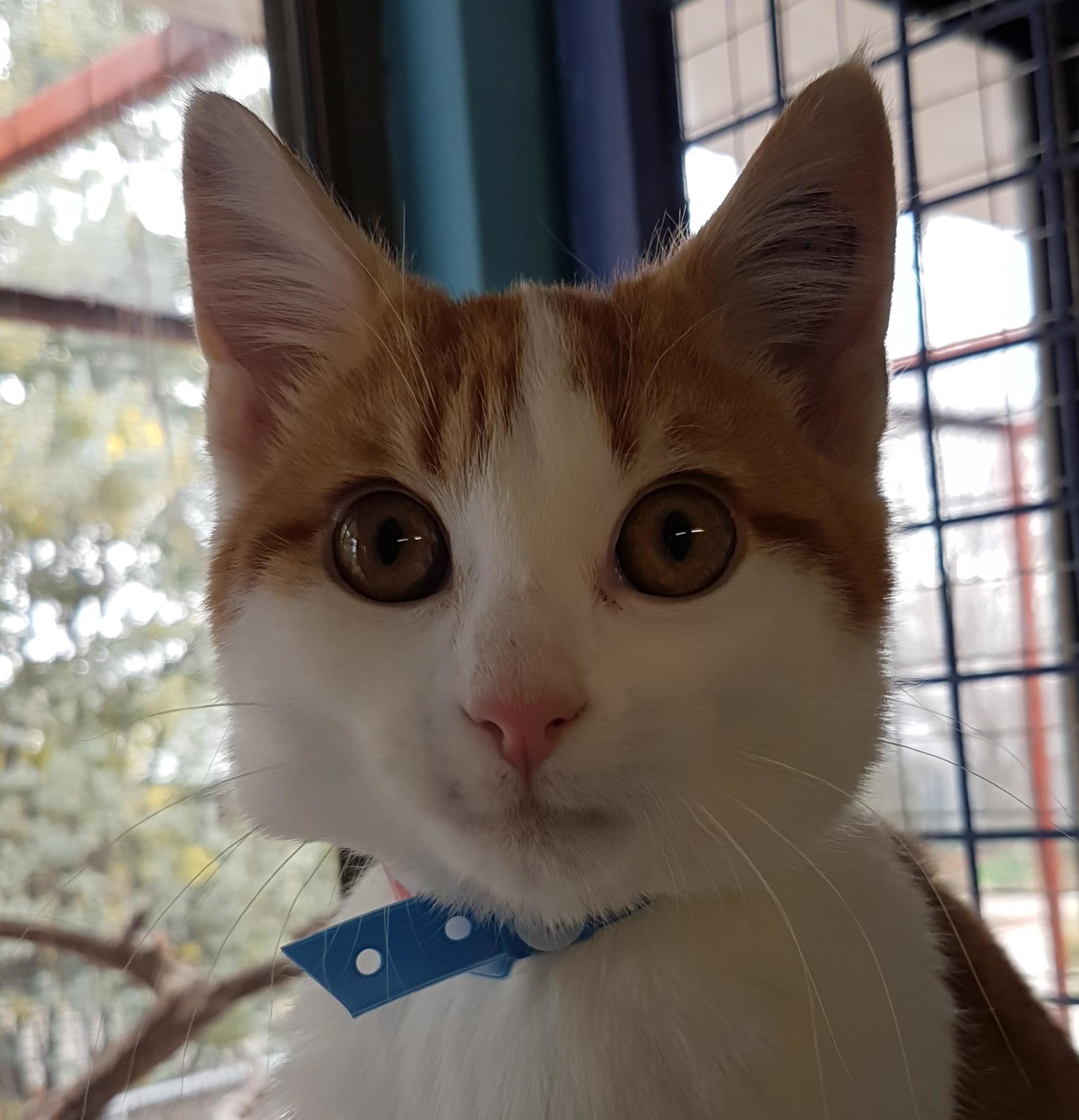 liebchen-male-domestic-short-hair-cat-in-act-petrescue
