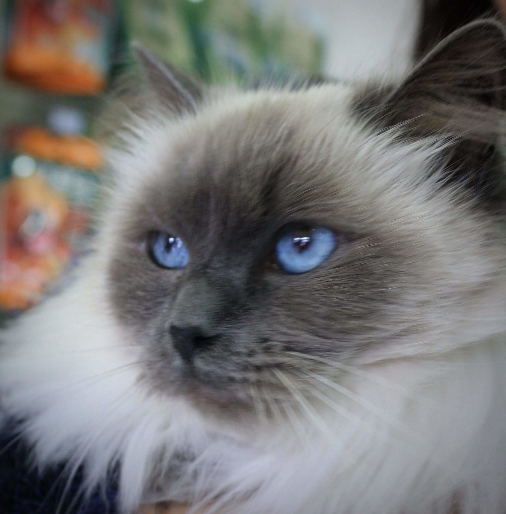 Inga - Female Ragdoll Cat in QLD - PetRescue