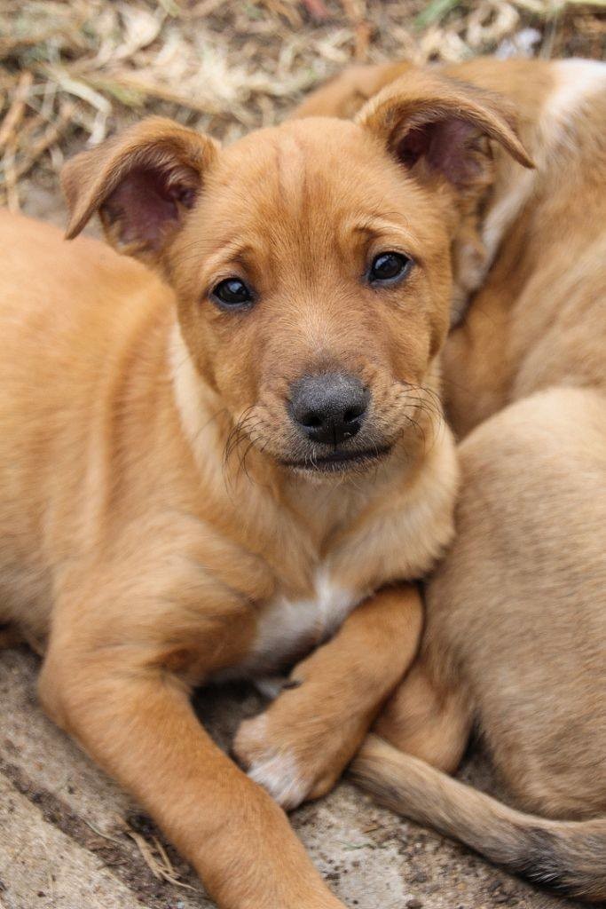 Yoko- Dingo x - Medium Female Australian Cattle Dog x Dingo Mix Dog in