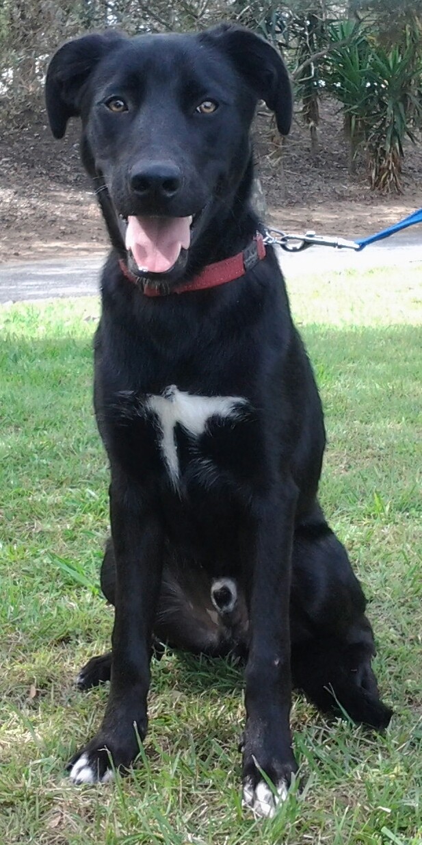 Diesel Medium Male Labrador Retriever x Australian Kelpie Mix Dog in NSW PetRescue