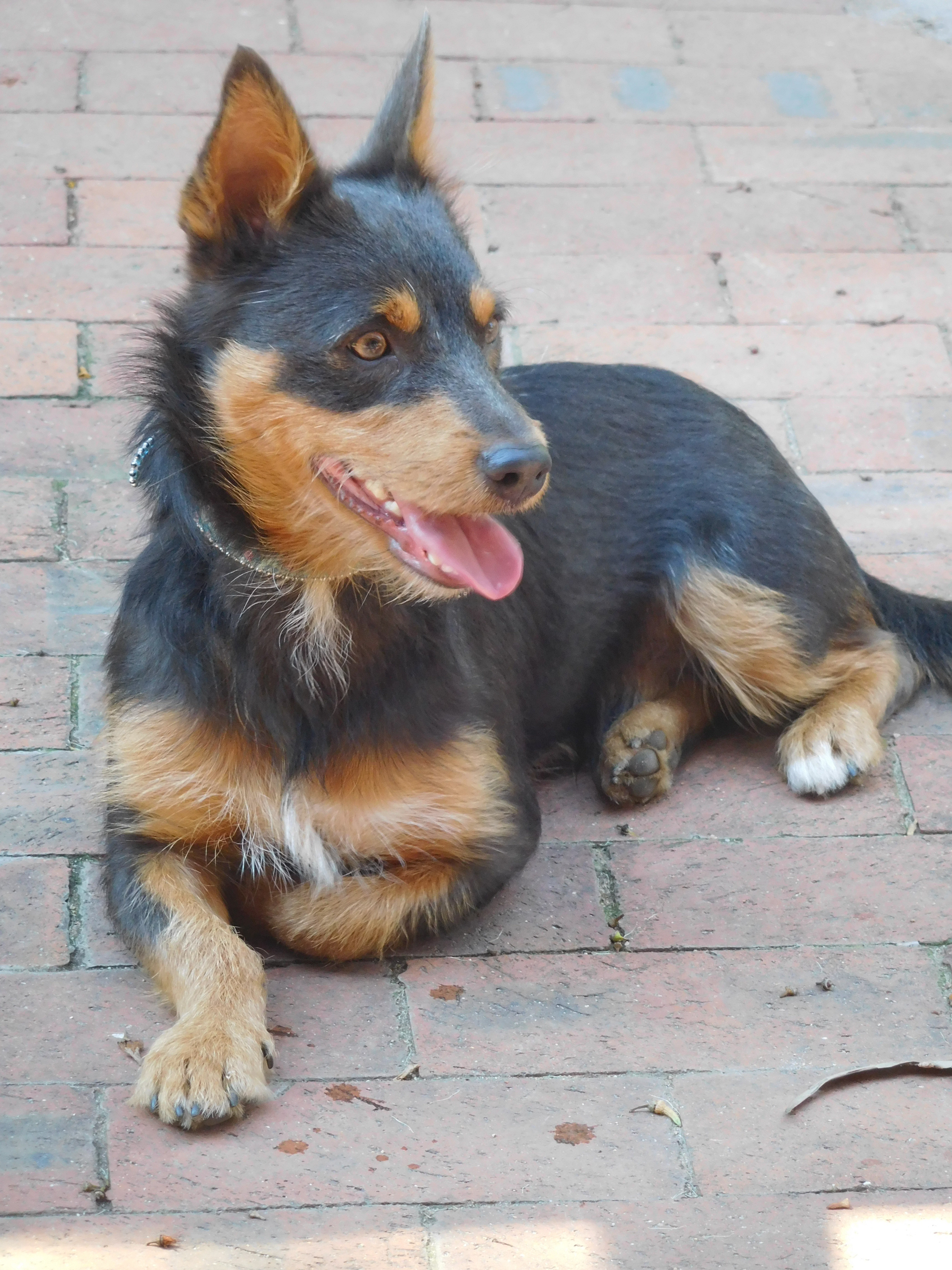 kelpie chihuahua