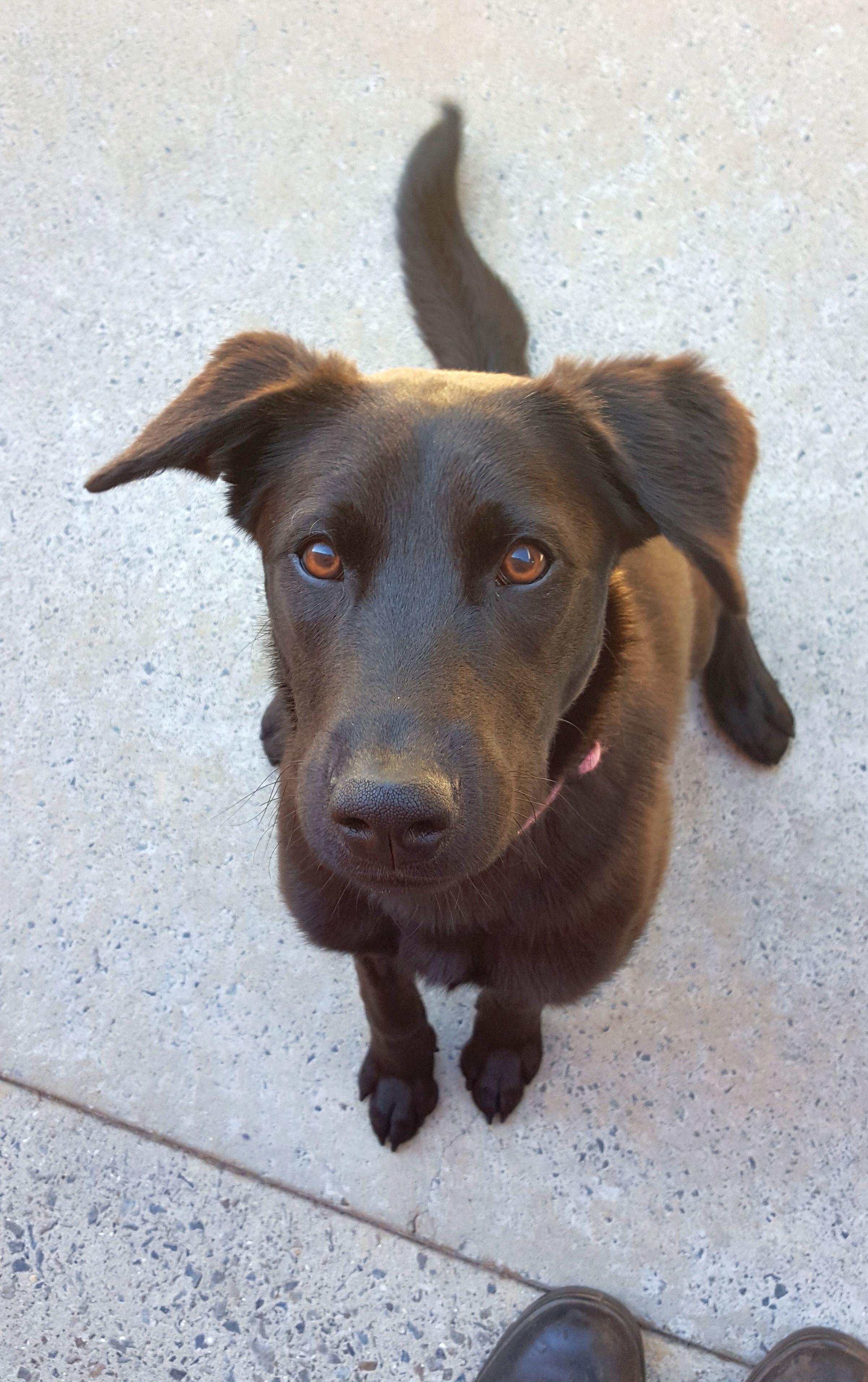 Berry Medium Female Labrador Retriever x Australian Kelpie Mix Dog in NSW PetRescue