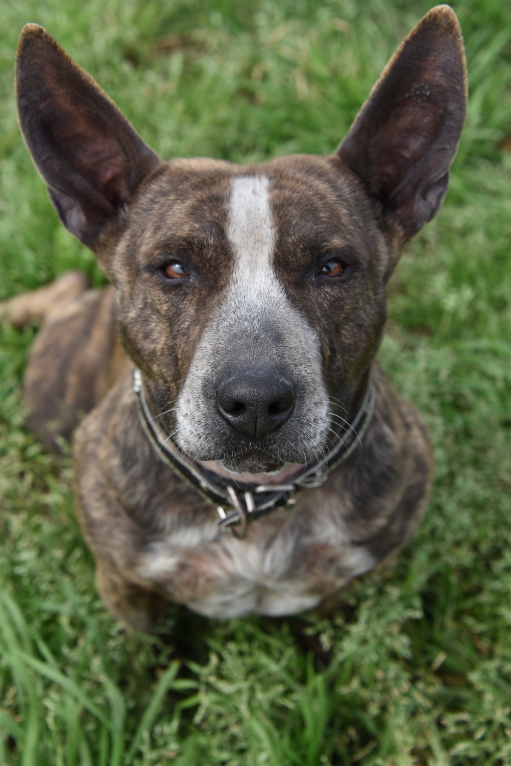 Roxy Medium Female Australian Cattle Dog x Staffordshire Bull Terrier Mix Dog in NSW PetRescue