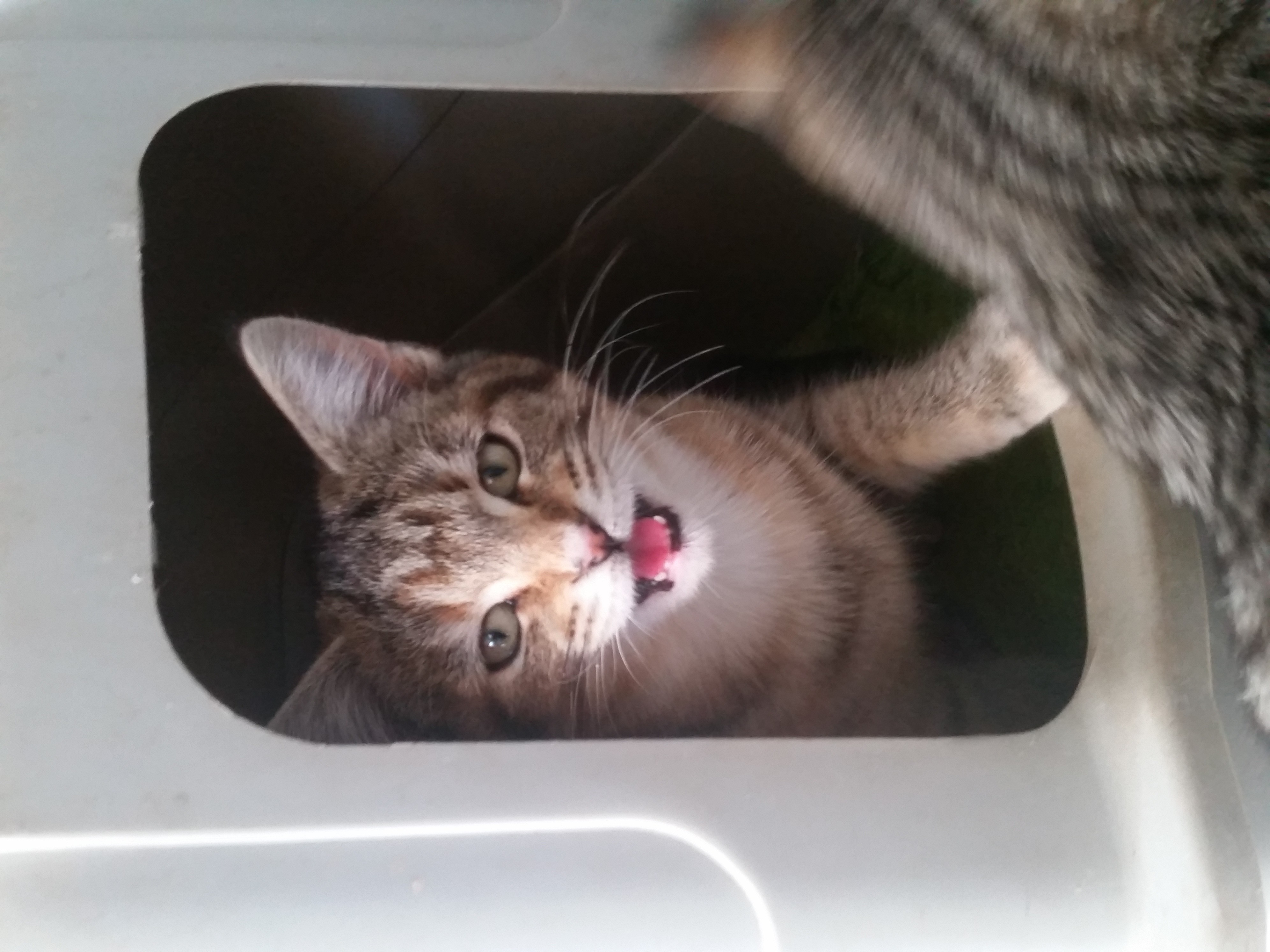 Female kittens Female Domestic Short Hair Cat in NSW PetRescue