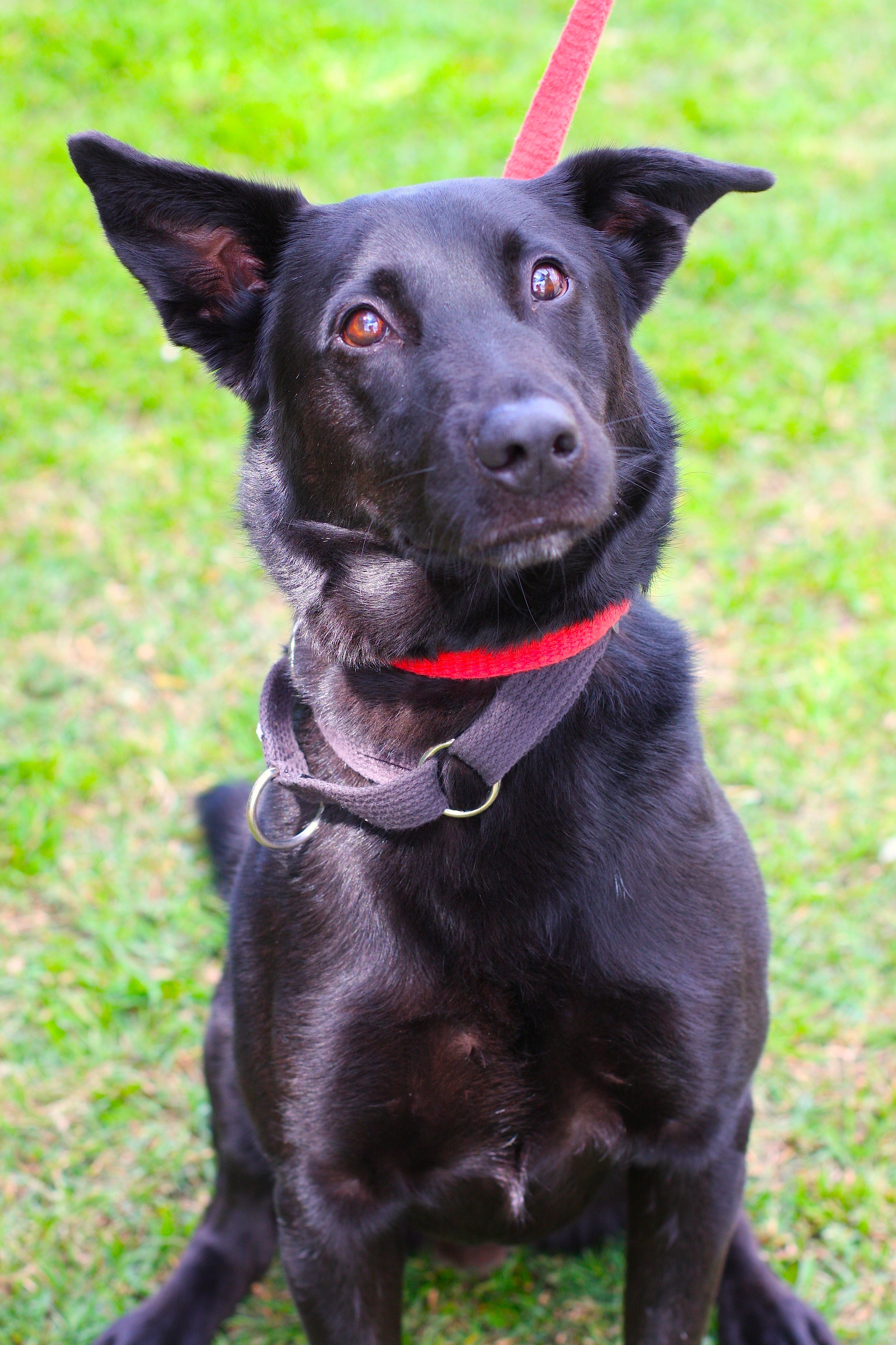 Pepe Medium Male Labrador x Border Collie Dog in NSW PetRescue