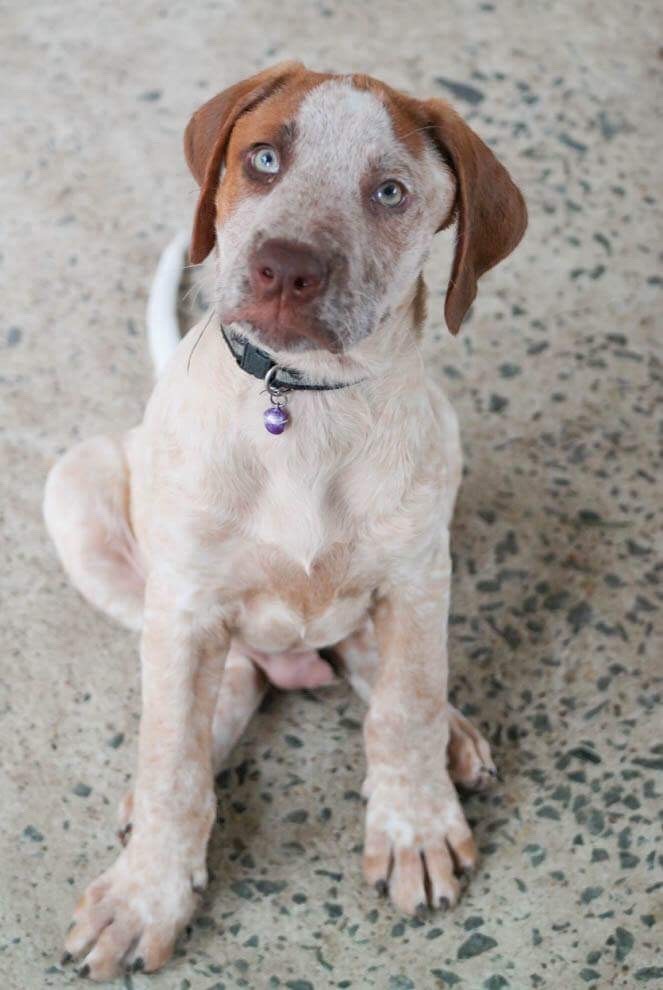 Max Medium Male Australian Cattle Dog x German Shorthaired Pointer