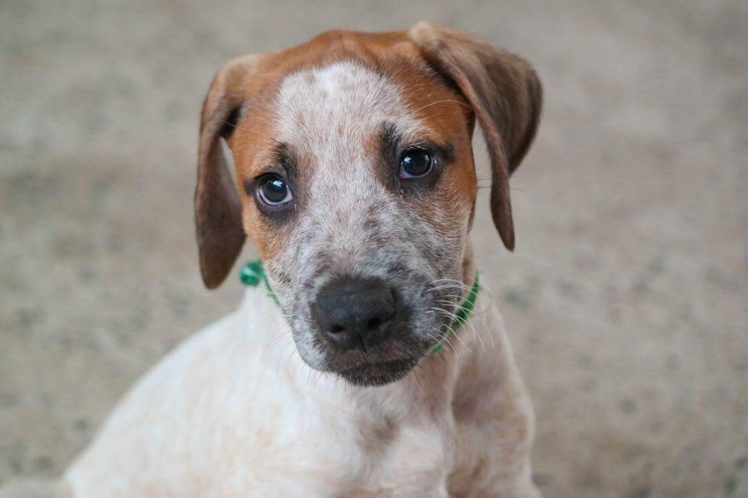 Noam Medium Male Australian Cattle Dog x German Shorthaired Pointer