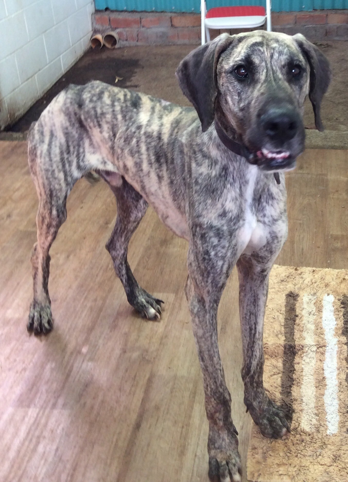 Zane Large Male Great Dane x Greyhound Mix Dog in QLD PetRescue
