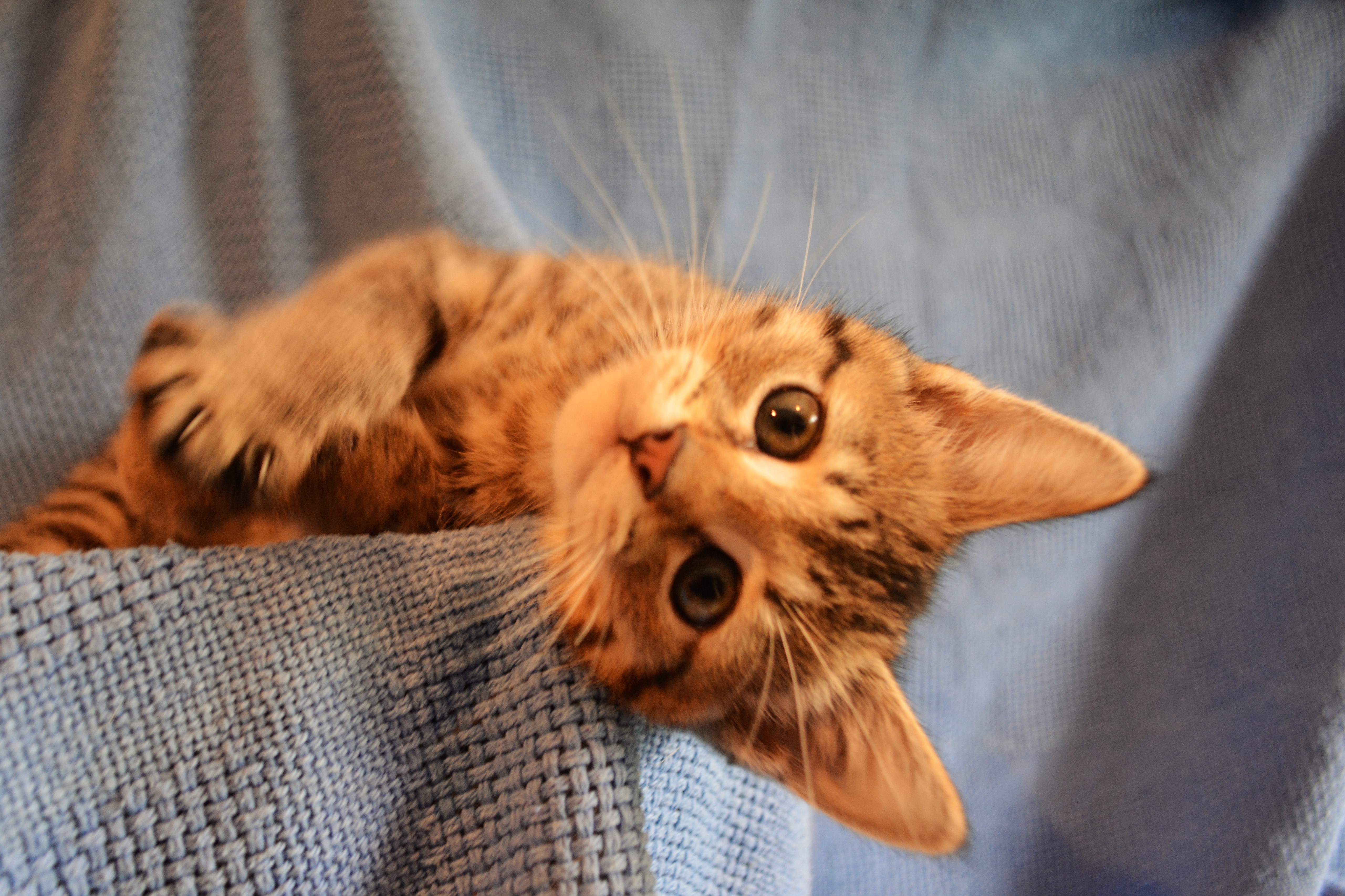 Marmalade Male Domestic Short Hair Cat in VIC PetRescue