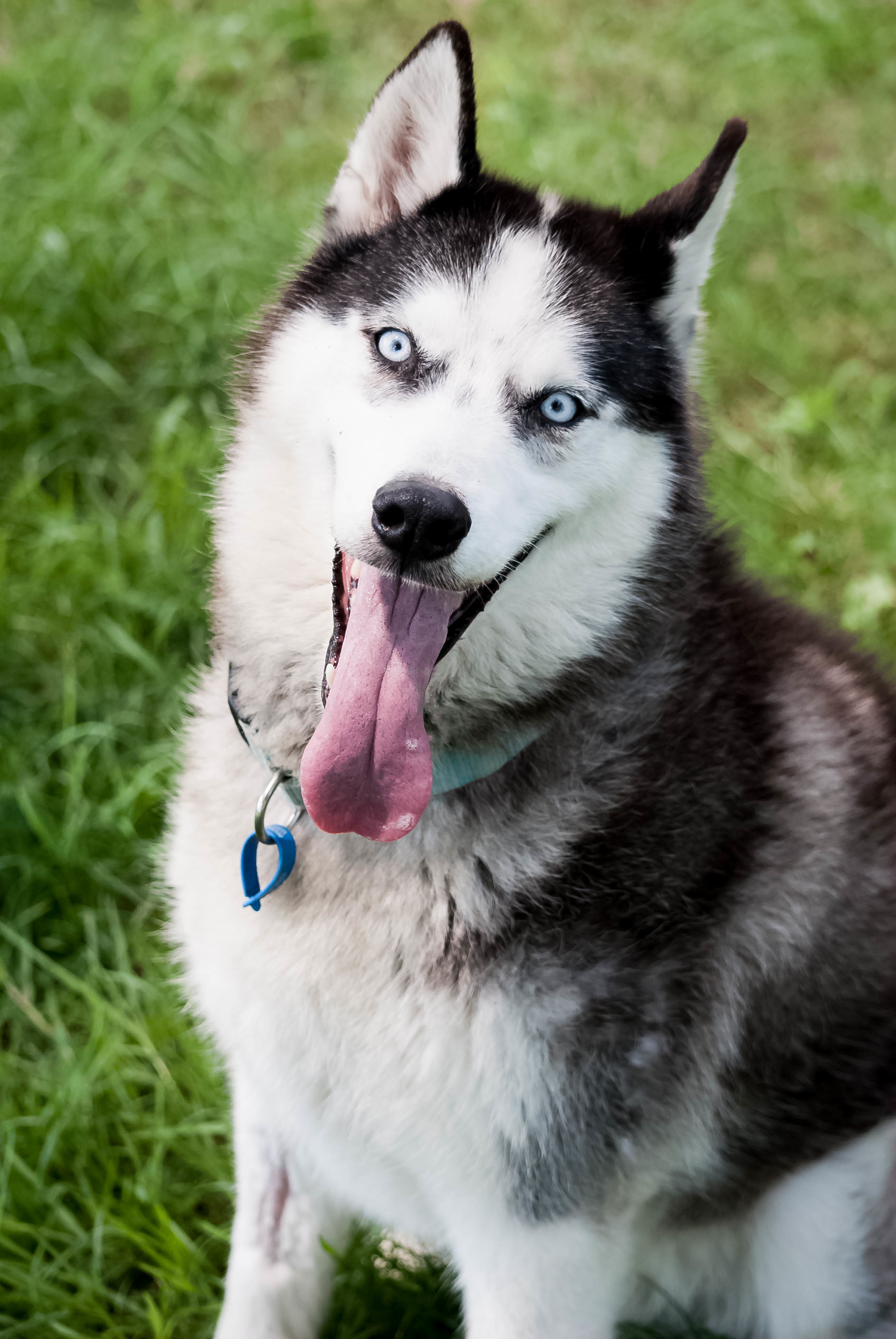 Jett Large Male Siberian Husky Dog in QLD PetRescue