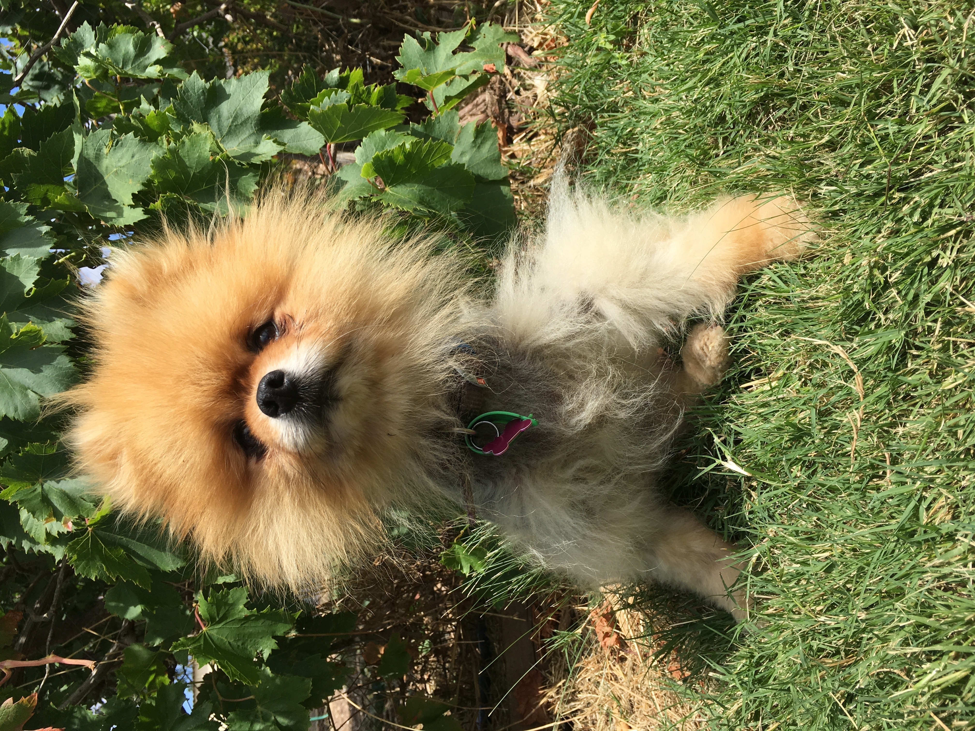 Small Pom Rescue Pomeranian In Shelter 2025