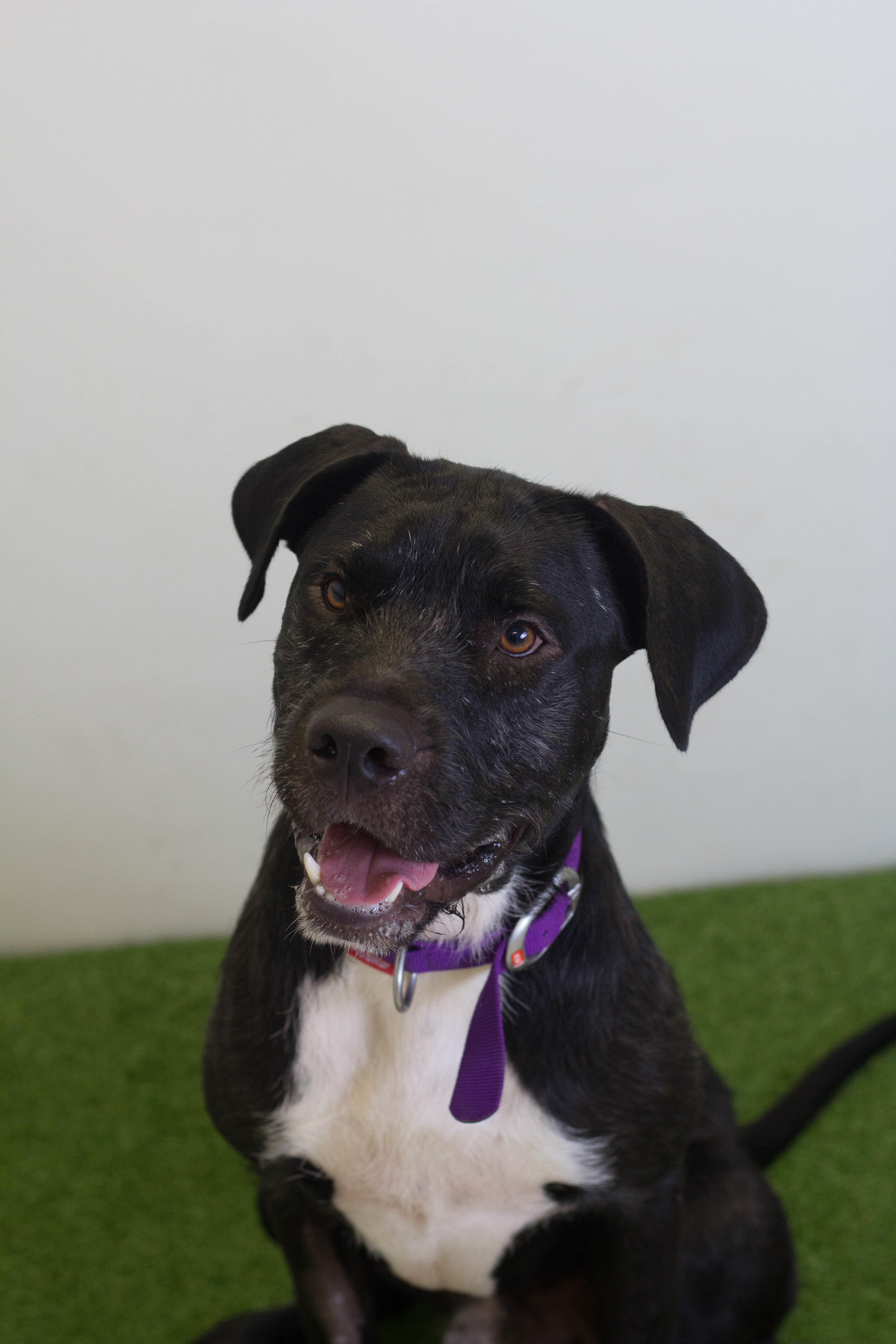 Scotty T Large Male Boxer x Labradoodle Mix Dog in QLD PetRescue