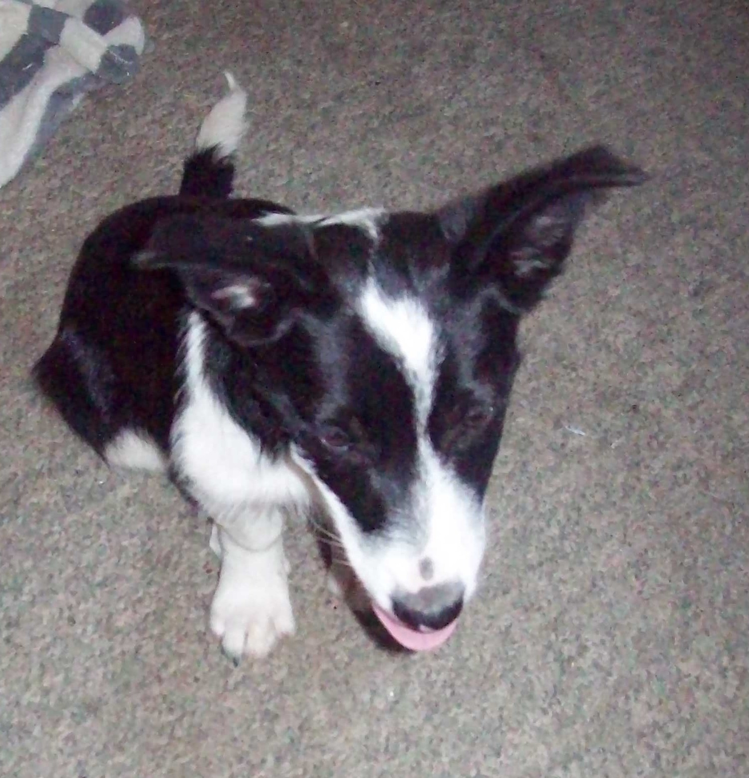 Border collie cross fox terrier hotsell
