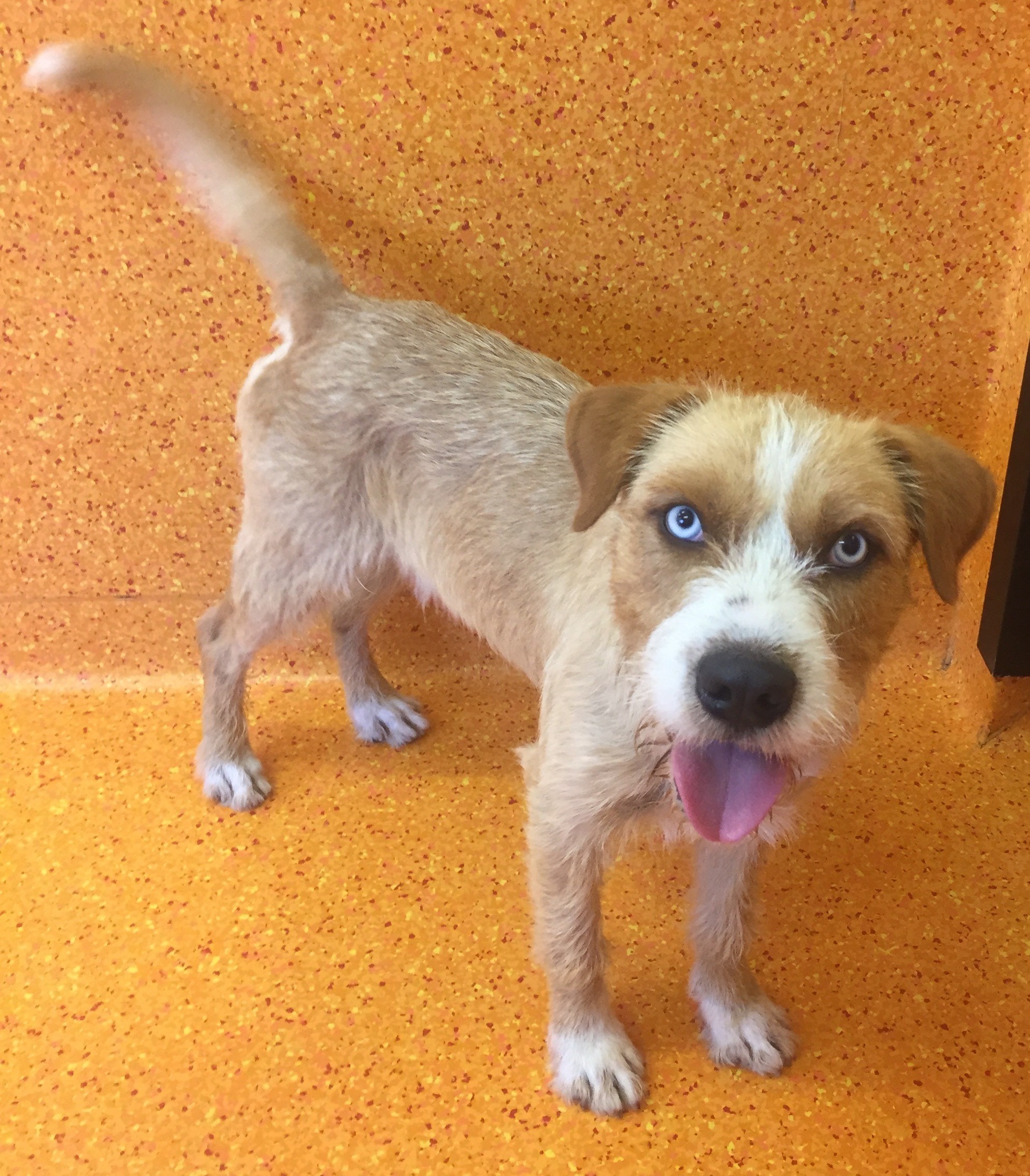Frederick Medium Male Labradoodle x Siberian Husky Mix Dog in QLD