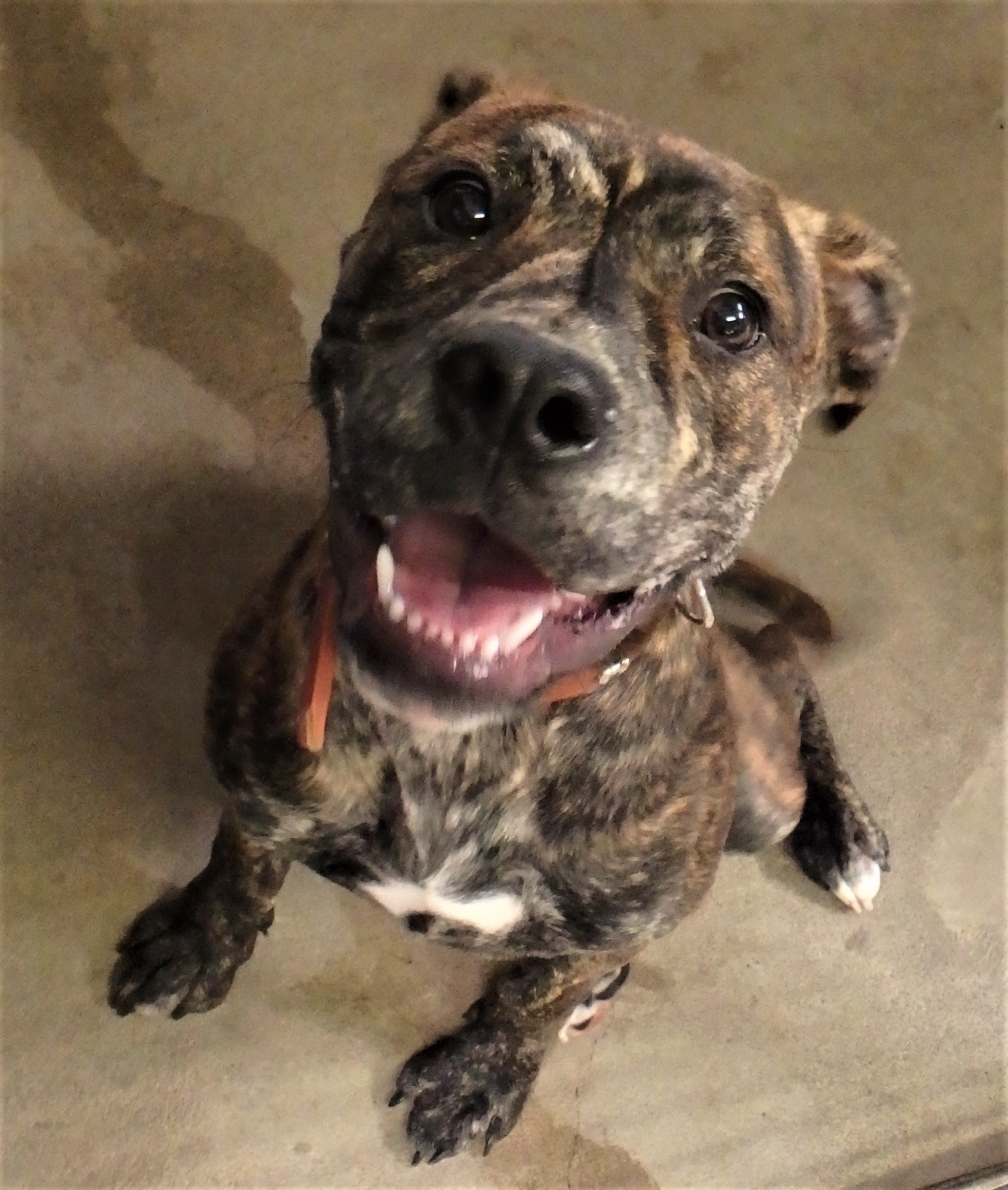 Boston Medium Male Boxer x English