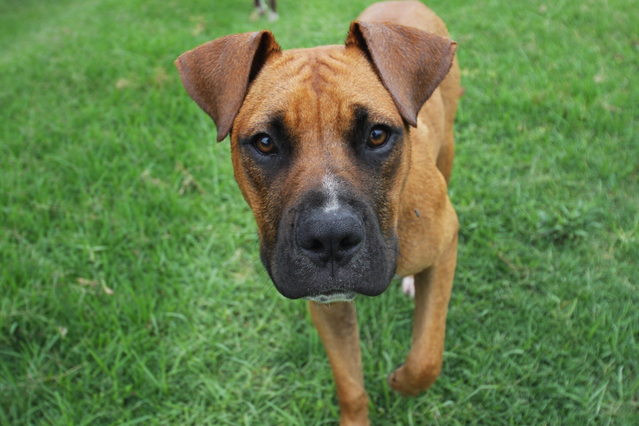 big boxer dog