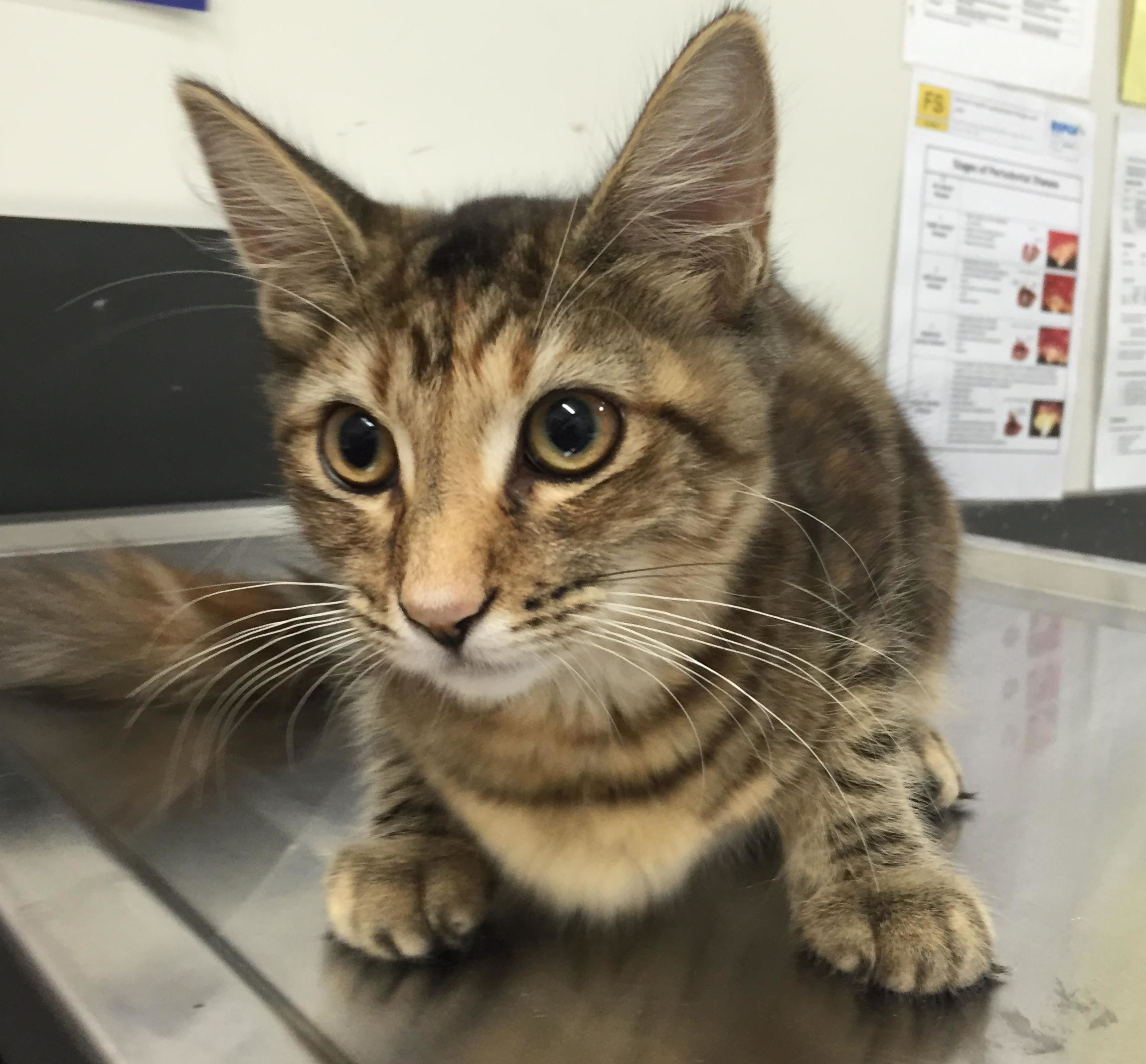 Lola - Female Norwegian Forest Cat Mix Cat in QLD - PetRescue