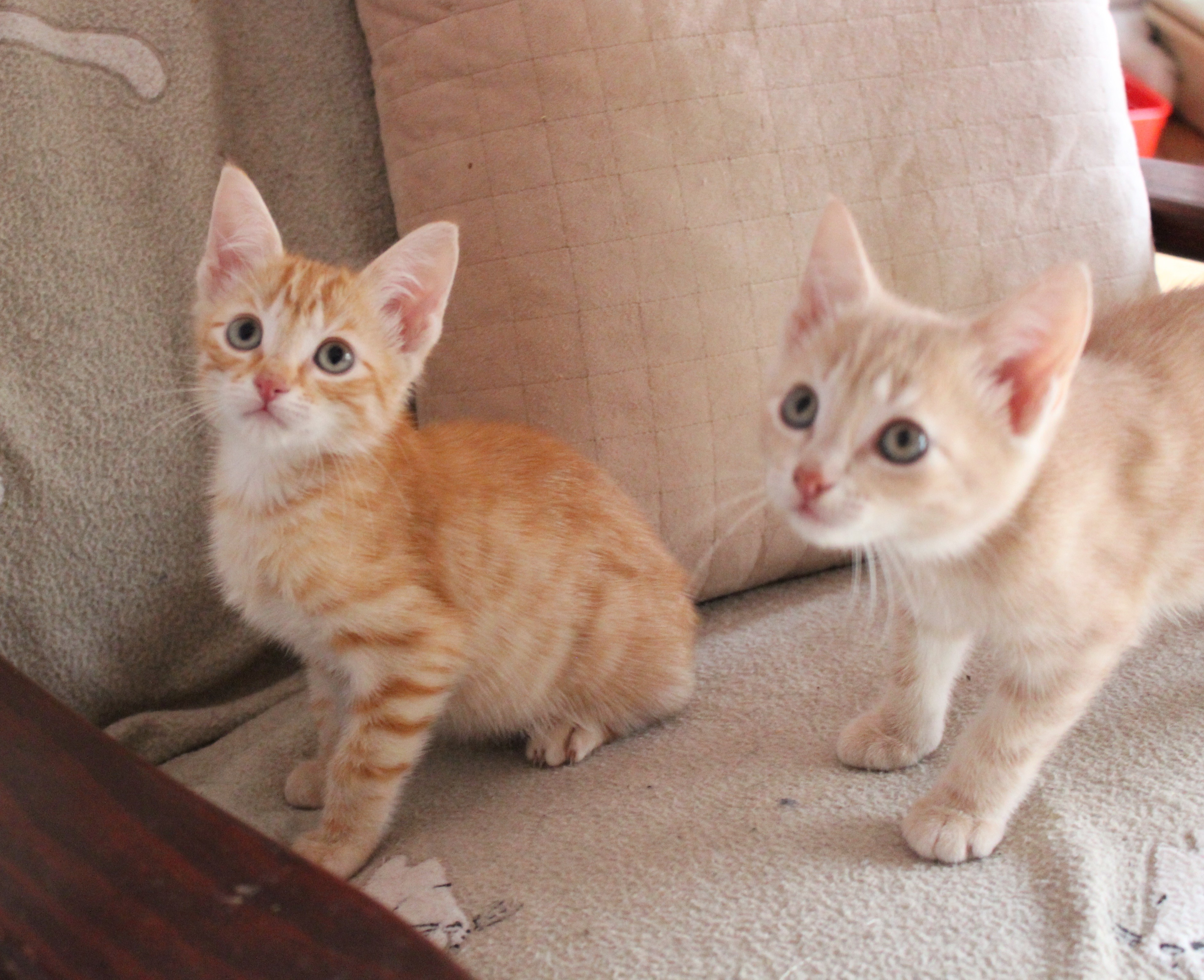 Ed Sheeran 2nd Chance Cat Rescue Male Domestic Short Hair