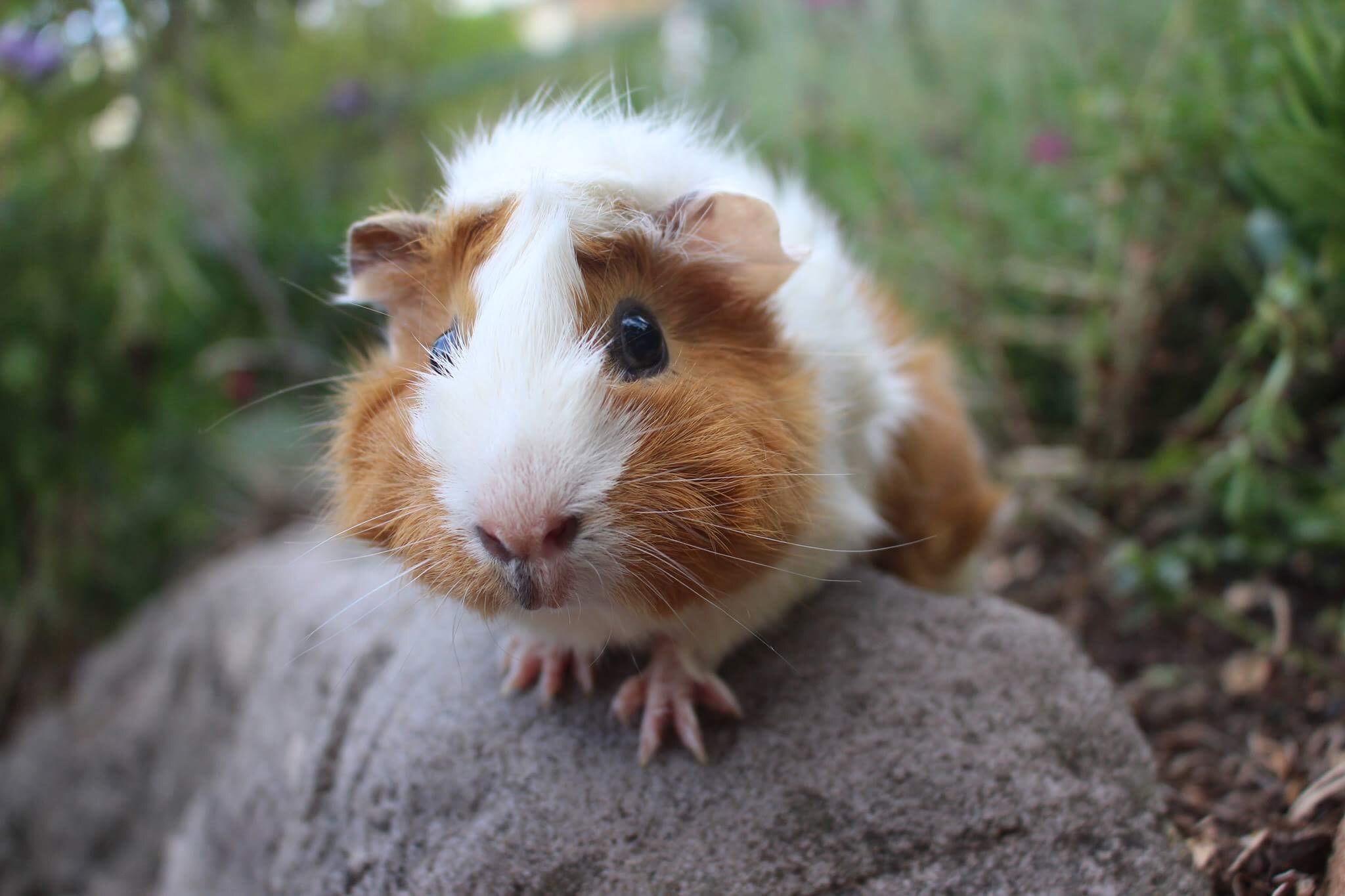 GT - Female Medium-hair Abyssinian Guinea Pig in NSW  