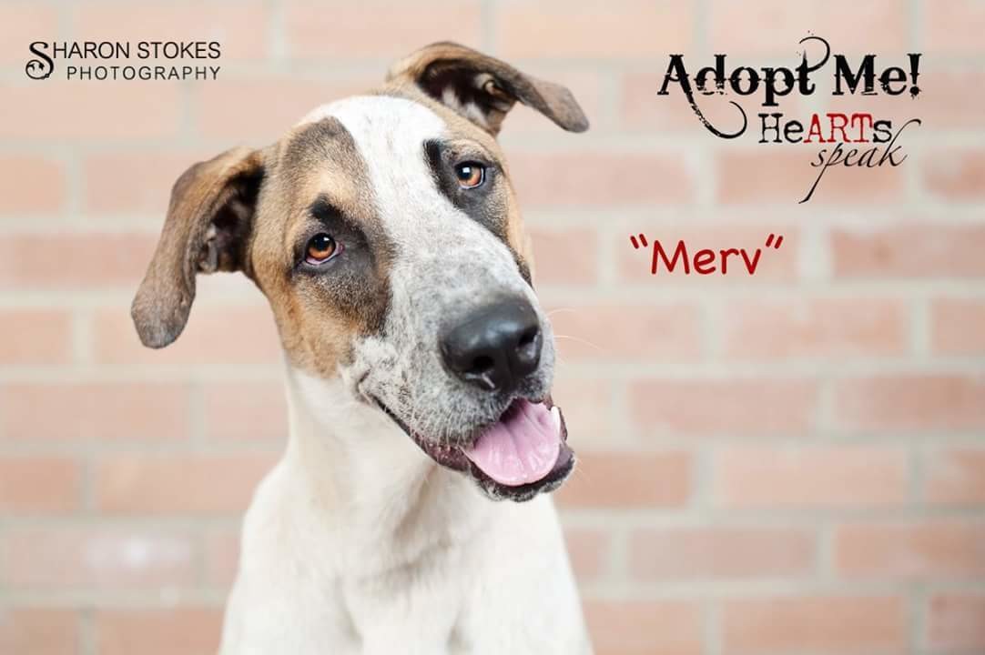 Murphy ("Merv") Large Male Australian Cattle Dog x Greyhound Mix Dog