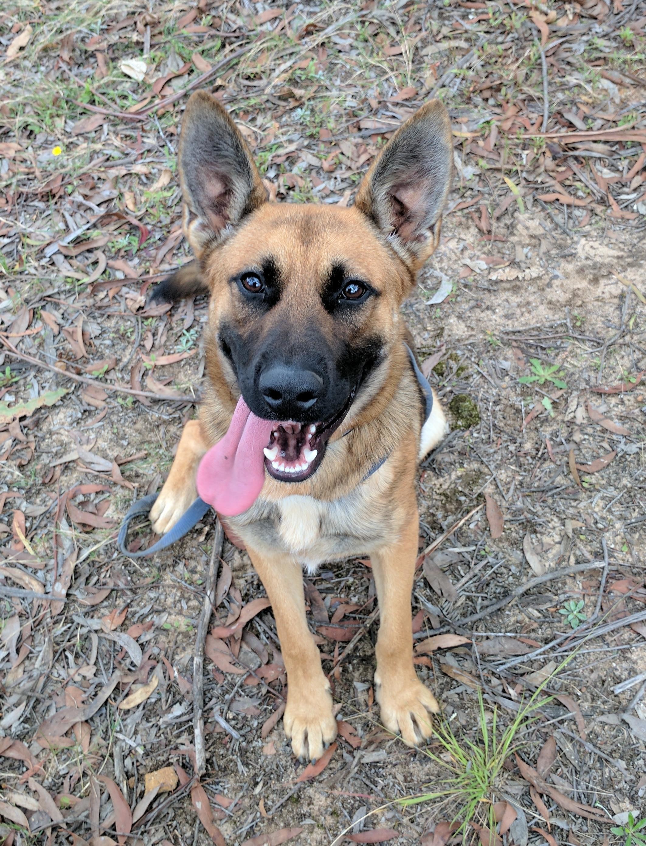 Gabriel - Large Male German Shepherd Dog Mix Dog in NSW - PetRescue